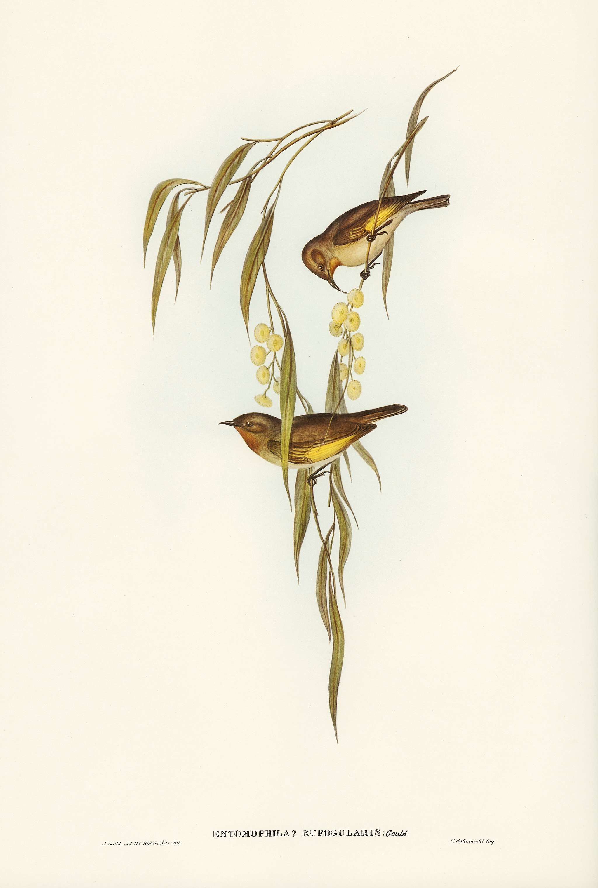 Red-throated Honey-eater (Entomophila rufogularis) illustrated by Elizabeth Gould (1804–1841) for John Gould’s (... Red-throated Honey-eater (Entomophila rufogularis) illustrated by Elizabeth Gould (1804–1841) for John Gould’s (...
