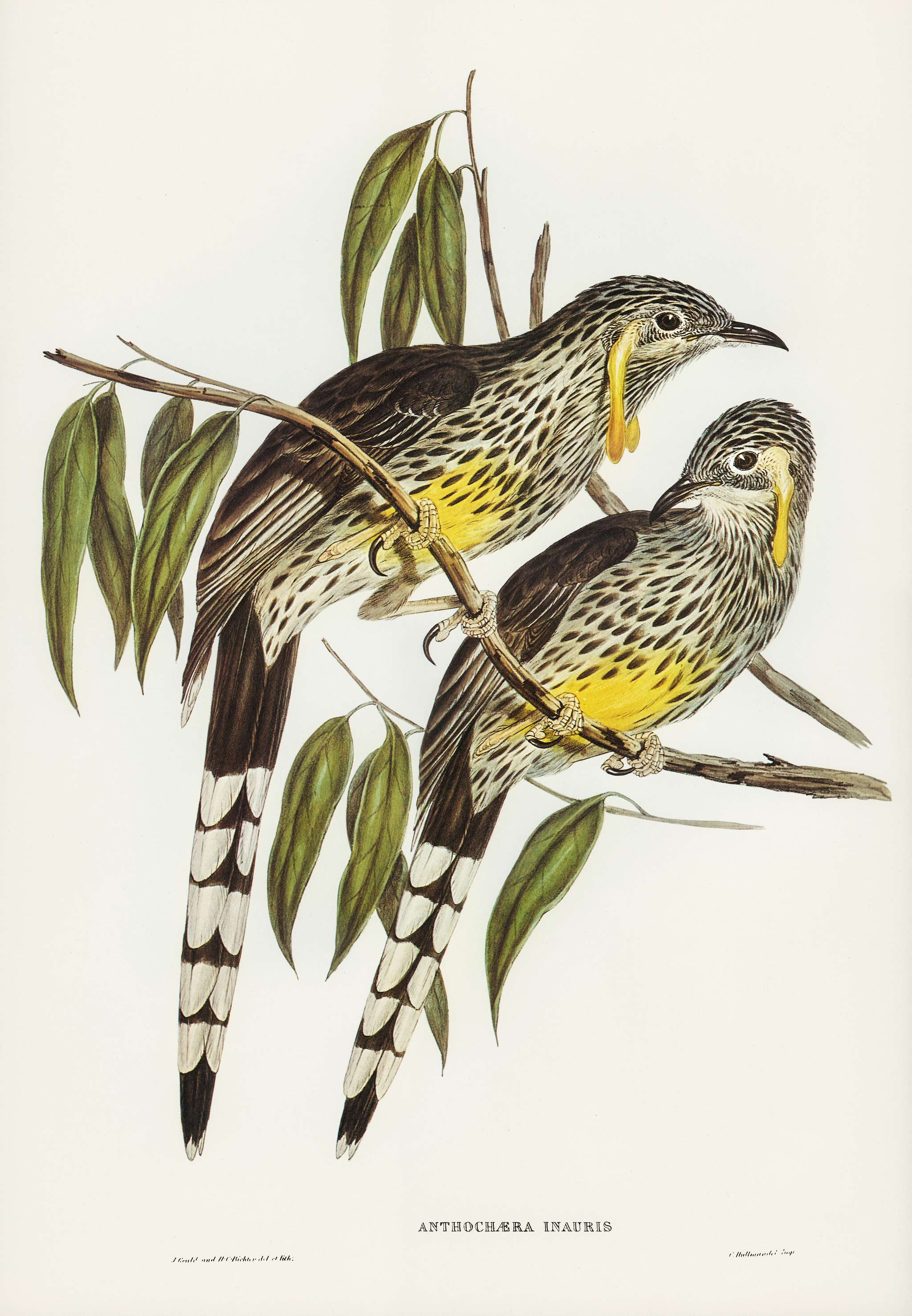 Graeat Wattled Honey-eater (Anthochaera inauris) illustrated by Elizabeth Gould (1804–1841) for John Gould’s (... Graeat Wattled Honey-eater (Anthochaera inauris) illustrated by Elizabeth Gould (1804–1841) for John Gould’s (...