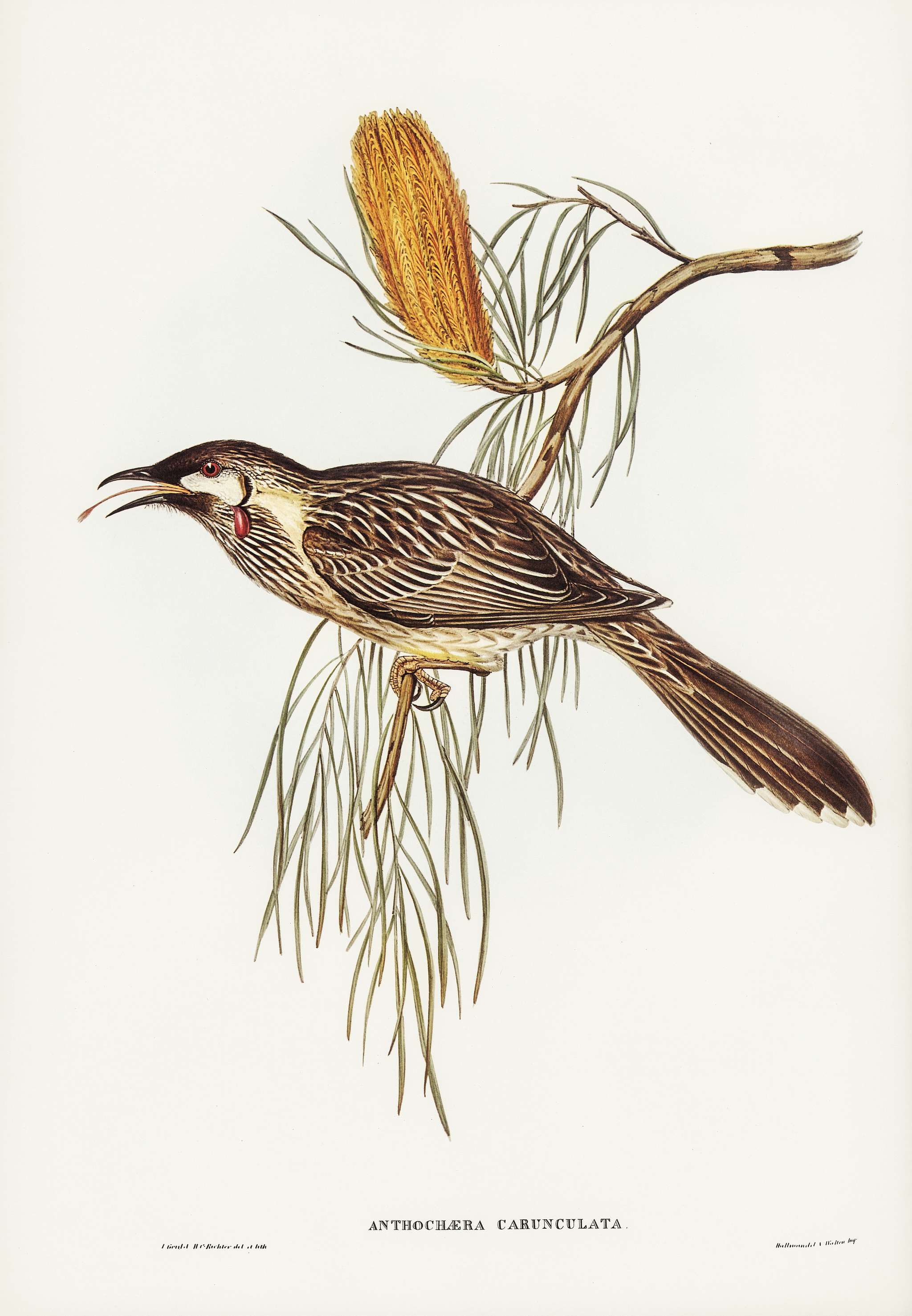 Wattled Honey-eater (Anthochaera carunculata) illustrated by Elizabeth Gould (1804–1841) for John Gould’s (1804-... Wattled Honey-eater (Anthochaera carunculata) illustrated by Elizabeth Gould (1804–1841) for John Gould’s (1804-...