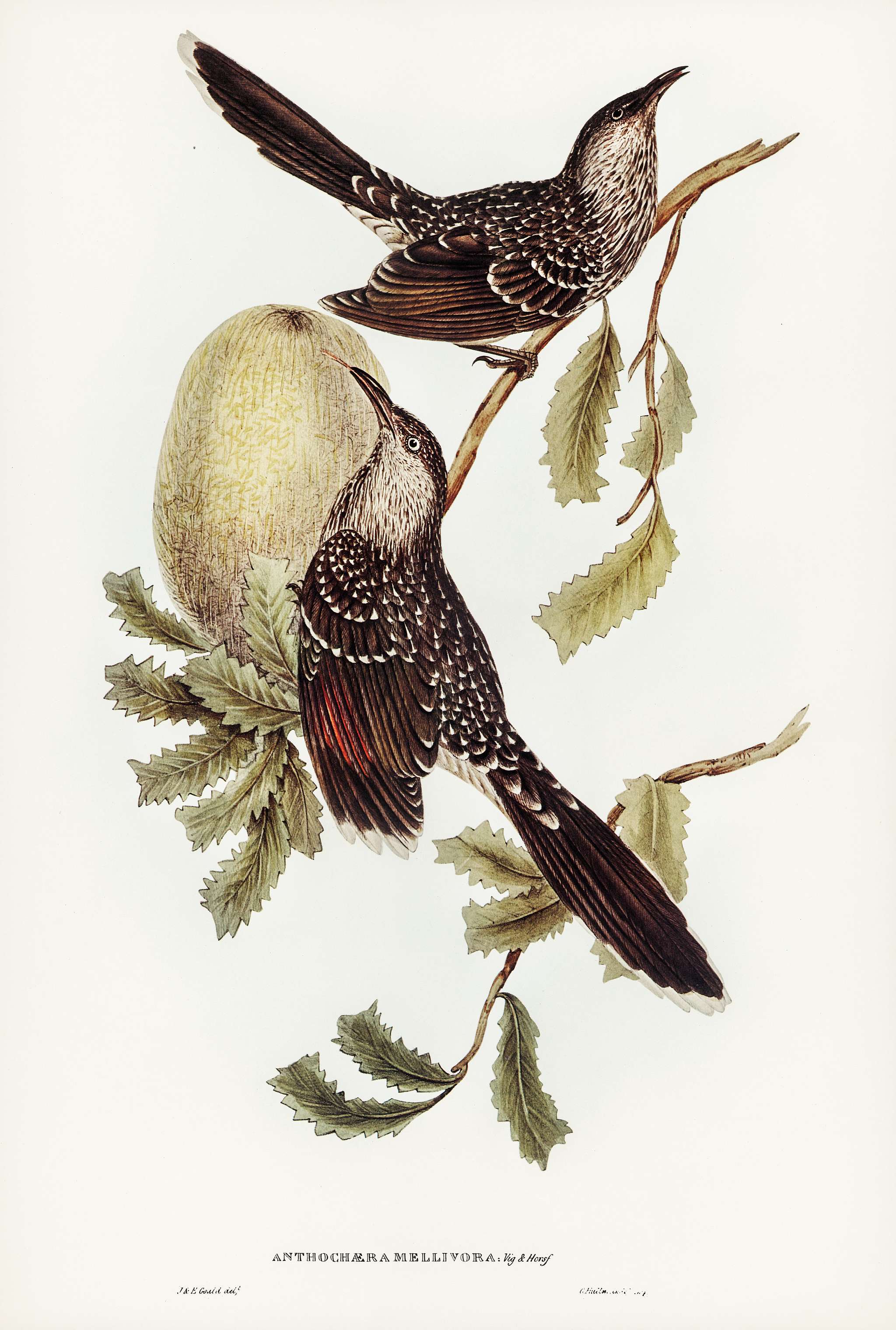 Brush Wattle Bird (Anthochaera mellivora) illustrated by Elizabeth Gould (1804–1841) for John Gould’s (1804-1881... Brush Wattle Bird (Anthochaera mellivora) illustrated by Elizabeth Gould (1804–1841) for John Gould’s (1804-1881...