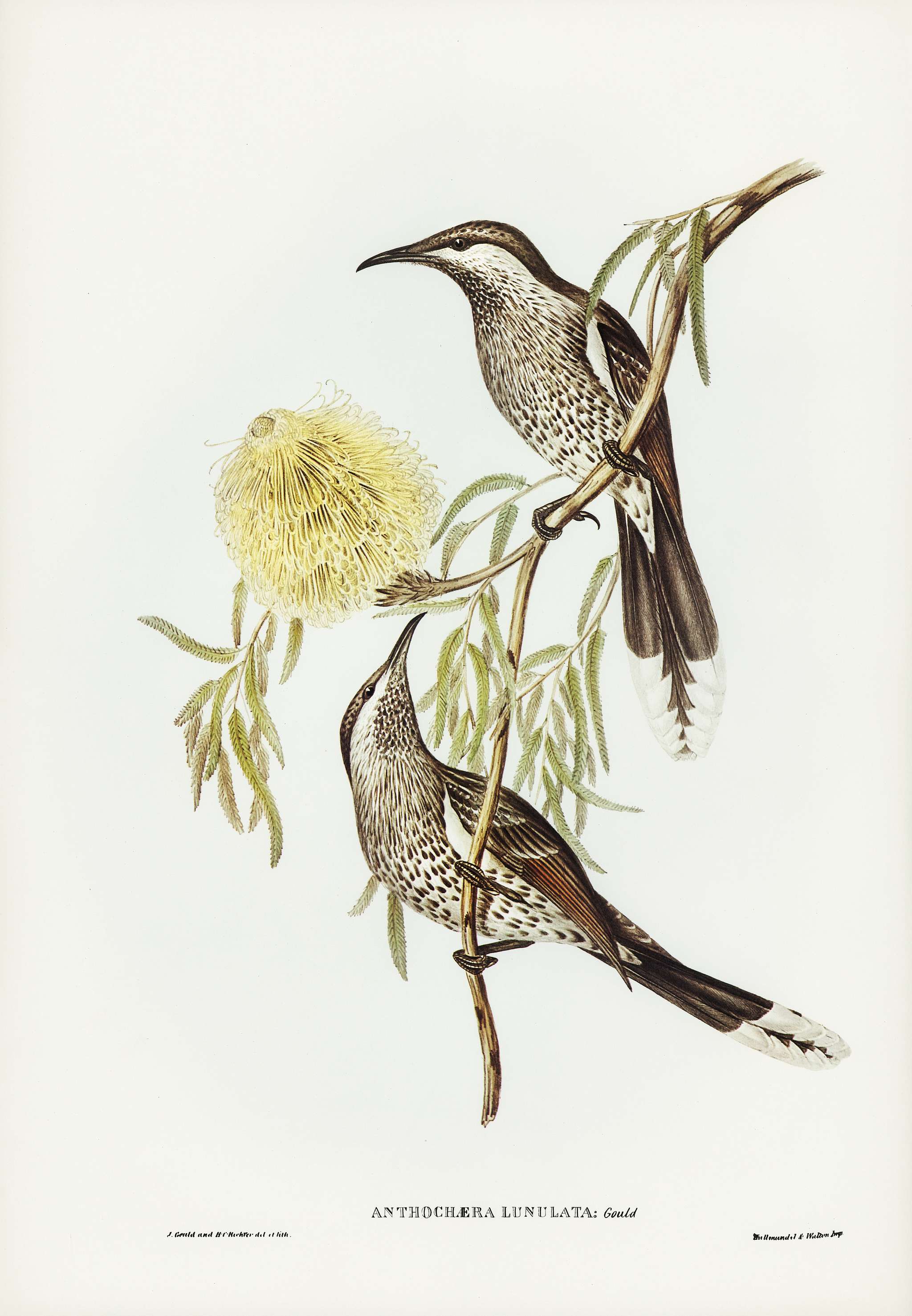 Lunulated Wattle Bird (Anthochaera lunulata) illustrated by Elizabeth Gould (1804–1841) for John Gould’s (1804-... Lunulated Wattle Bird (Anthochaera lunulata) illustrated by Elizabeth Gould (1804–1841) for John Gould’s (1804-...