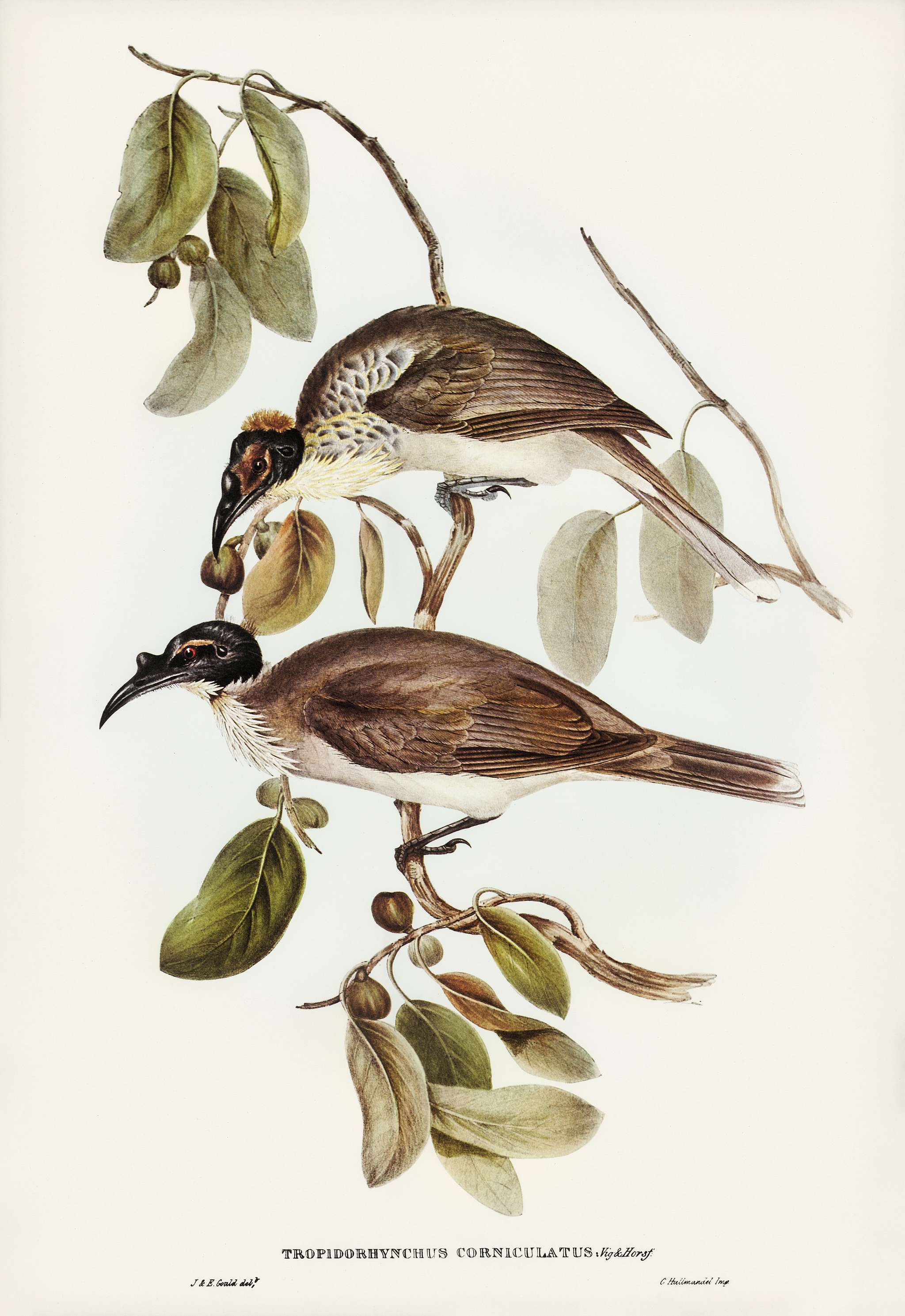Friar Bird (Tropidorhynchus corniculatus) illustrated by Elizabeth Gould (1804–1841) for John Gould’s (1804-1881... Friar Bird (Tropidorhynchus corniculatus) illustrated by Elizabeth Gould (1804–1841) for John Gould’s (1804-1881...
