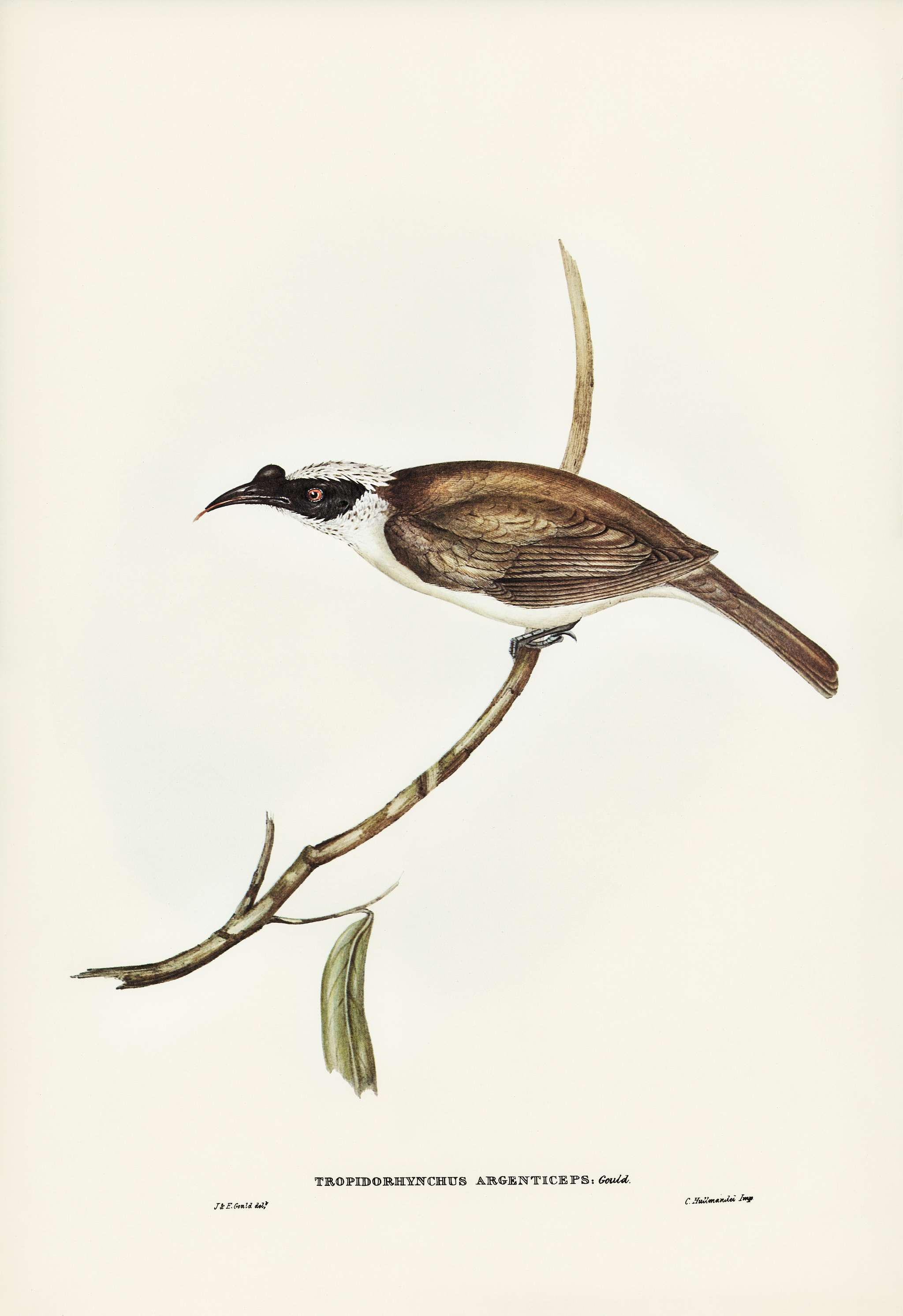 Silvery-crowned Friar Bird (Tropidorhynchus argenticeps) illustrated by Elizabeth Gould (1804–1841) for John Gould... Silvery-crowned Friar Bird (Tropidorhynchus argenticeps) illustrated by Elizabeth Gould (1804–1841) for John Gould...