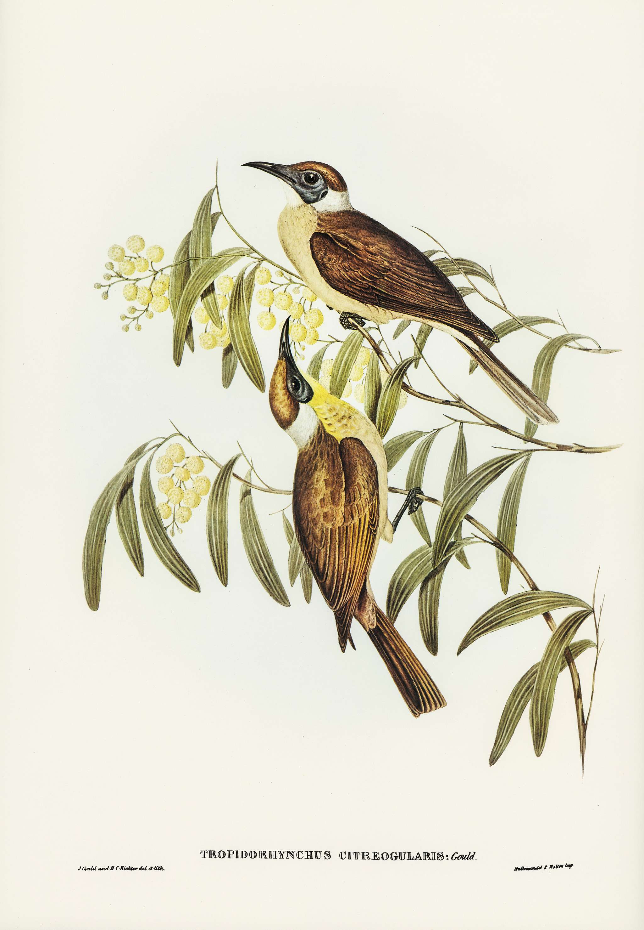 Yellow-throated Friar Bird (Tropidorhynchus citreogularis) illustrated by Elizabeth Gould (1804–1841) for John Gould... Yellow-throated Friar Bird (Tropidorhynchus citreogularis) illustrated by Elizabeth Gould (1804–1841) for John Gould...