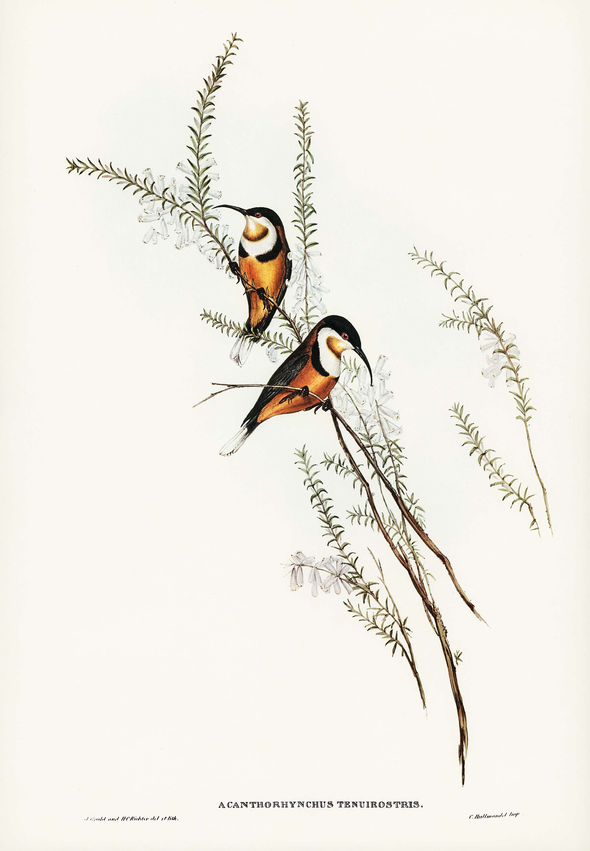 Slender-billed Spine-bill (Acanthorhynchus tenuirostris) illustrated by Elizabeth Gould (1804–1841) for John Gould... Slender-billed Spine-bill (Acanthorhynchus tenuirostris) illustrated by Elizabeth Gould (1804–1841) for John Gould...