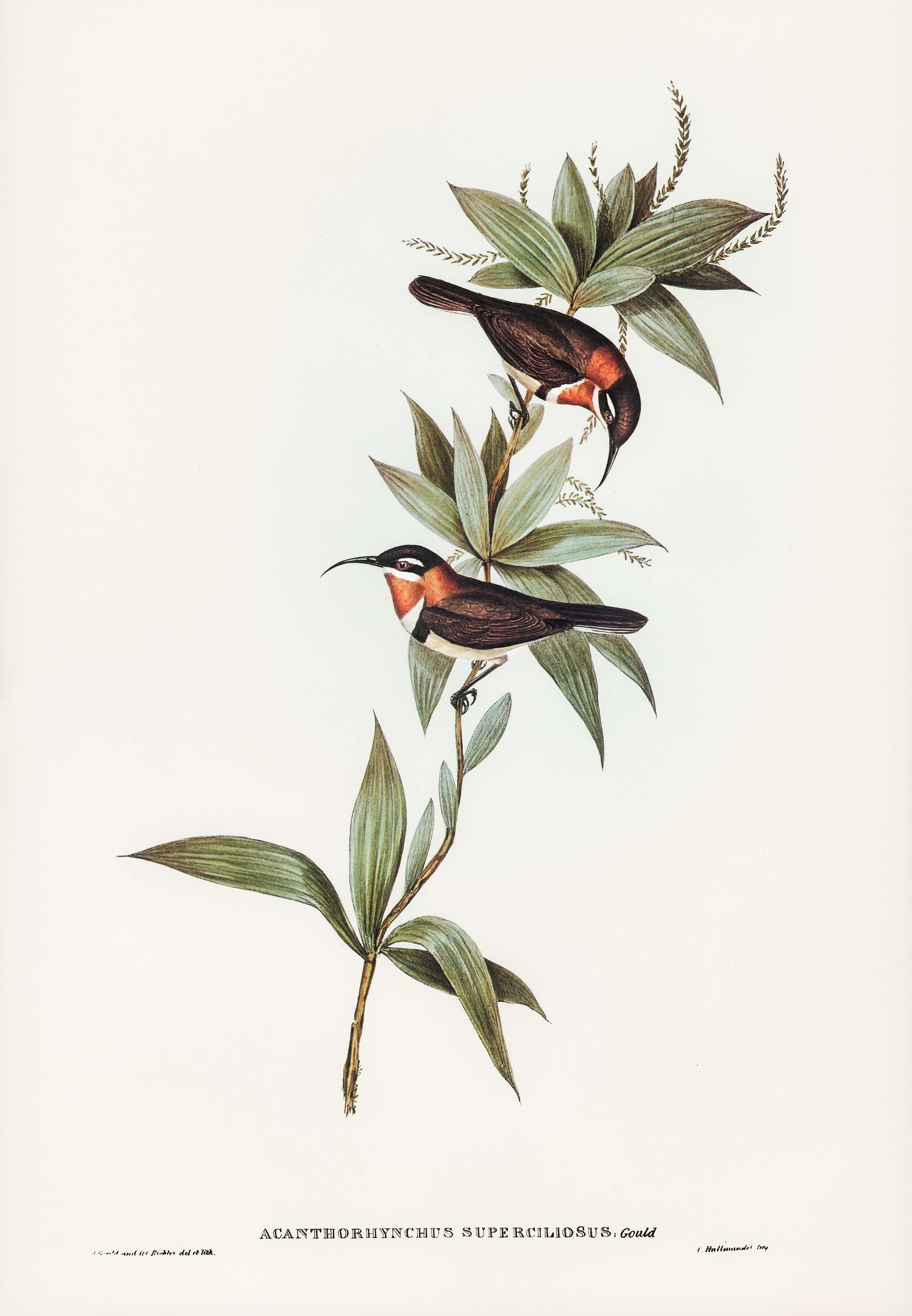 White-eyebrowed Spine-bill (Acanthorhynchus superciliosus) illustrated by Elizabeth Gould (1804–1841) for John Gould... White-eyebrowed Spine-bill (Acanthorhynchus superciliosus) illustrated by Elizabeth Gould (1804–1841) for John Gould...