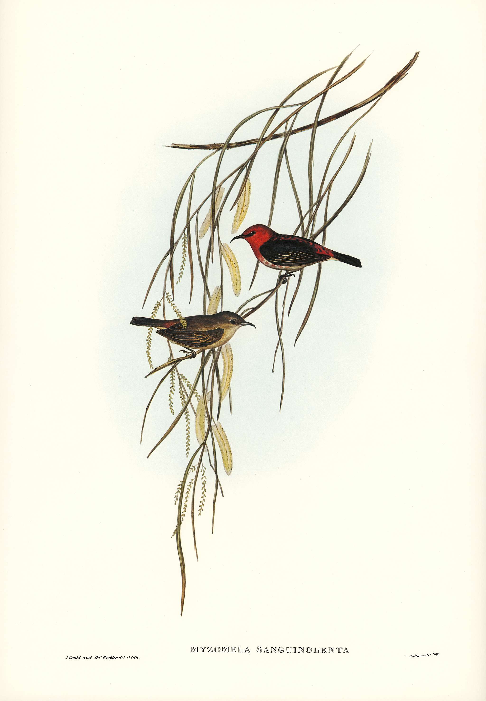 Sanguineous Honey-eater (Myzomela sanguincolenta) illustrated by Elizabeth Gould (1804–1841) for John Gould’s (... Sanguineous Honey-eater (Myzomela sanguincolenta) illustrated by Elizabeth Gould (1804–1841) for John Gould’s (...