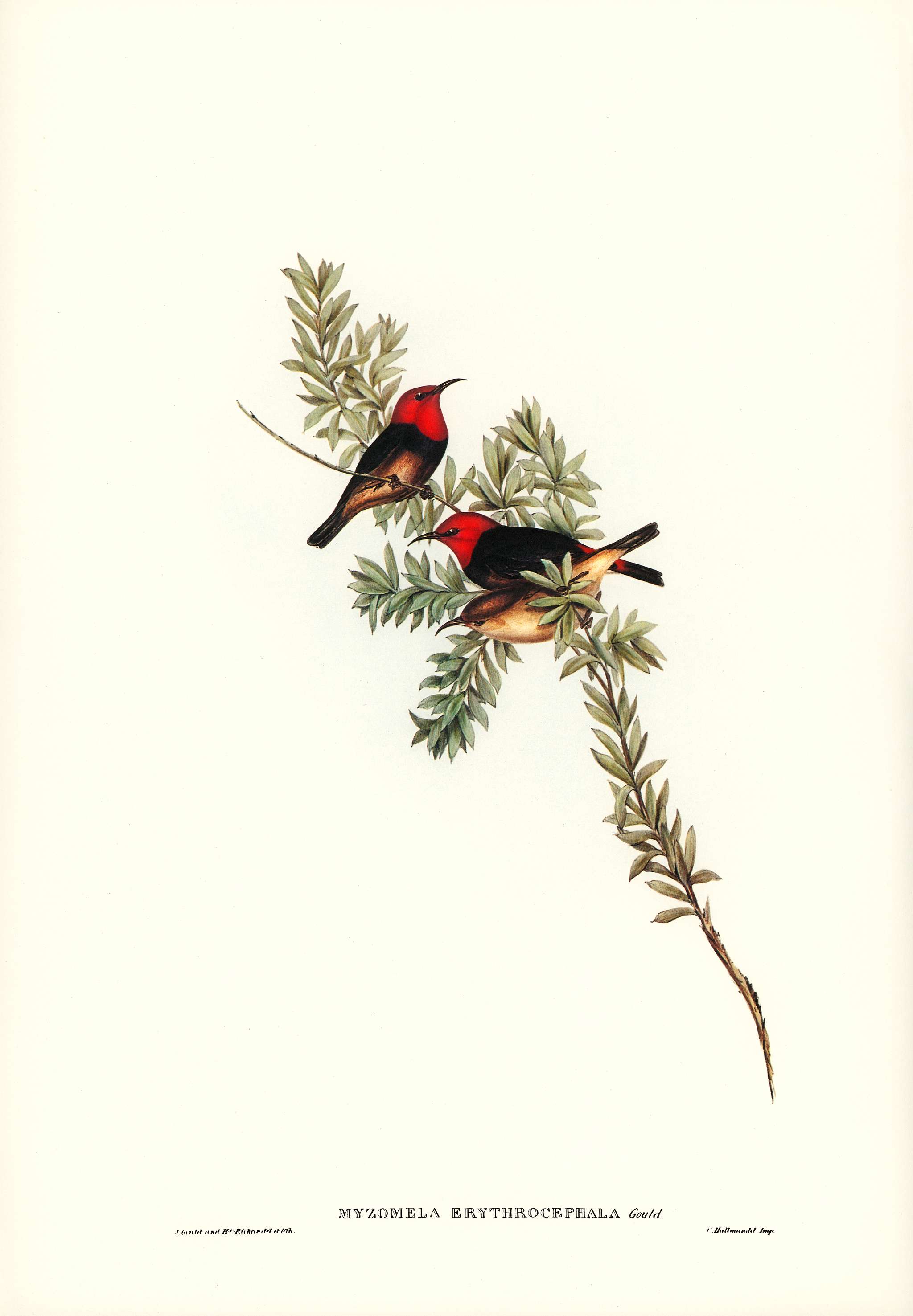 Red-headed Honey-eater (Myzomela erythrocephala) illustrated by Elizabeth Gould (1804–1841) for John Gould’s (... Red-headed Honey-eater (Myzomela erythrocephala) illustrated by Elizabeth Gould (1804–1841) for John Gould’s (...