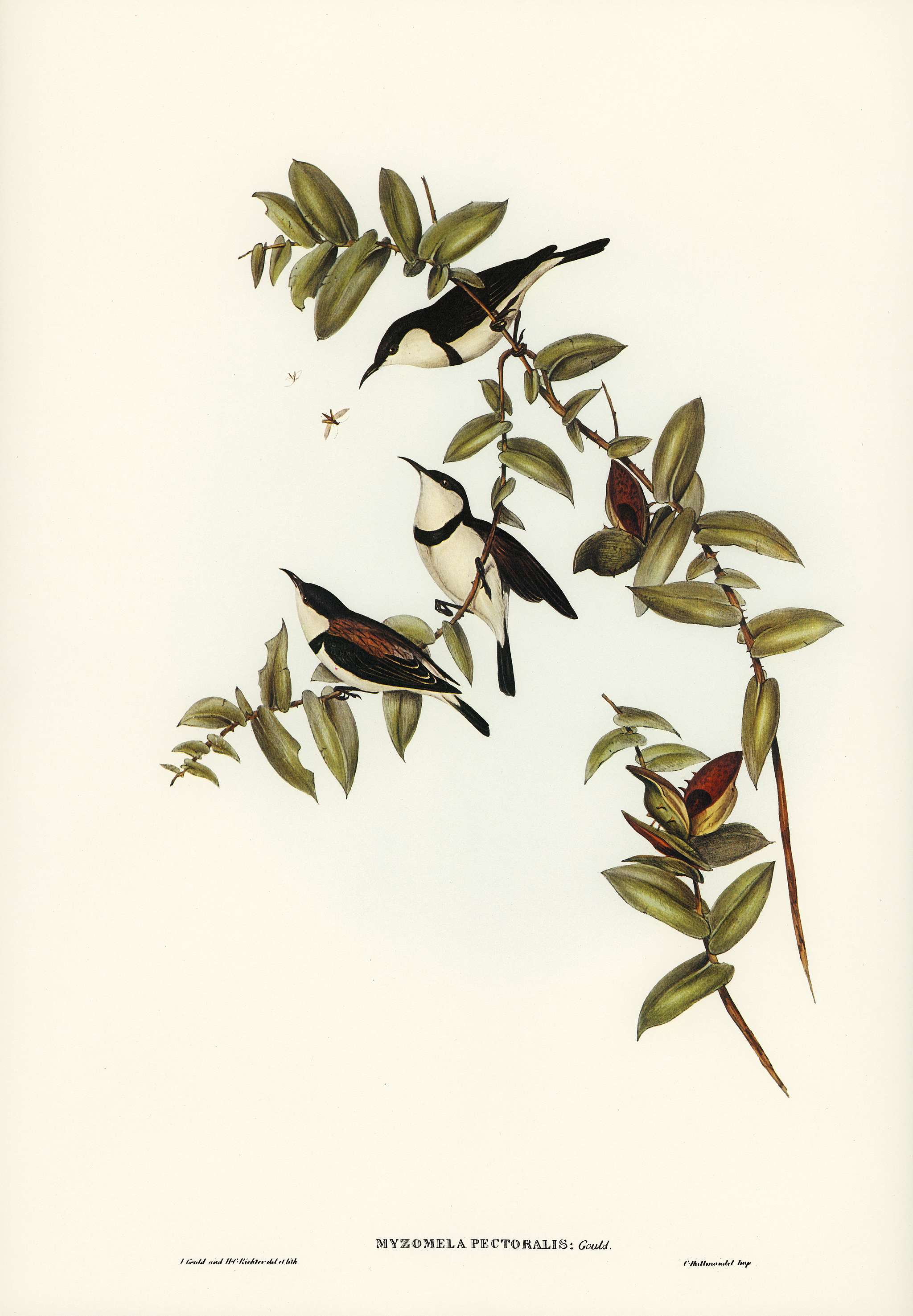 Banded Honey-eater (Myzomela pectoralis) illustrated by Elizabeth Gould (1804–1841) for John Gould’s (1804-1881... Banded Honey-eater (Myzomela pectoralis) illustrated by Elizabeth Gould (1804–1841) for John Gould’s (1804-1881...