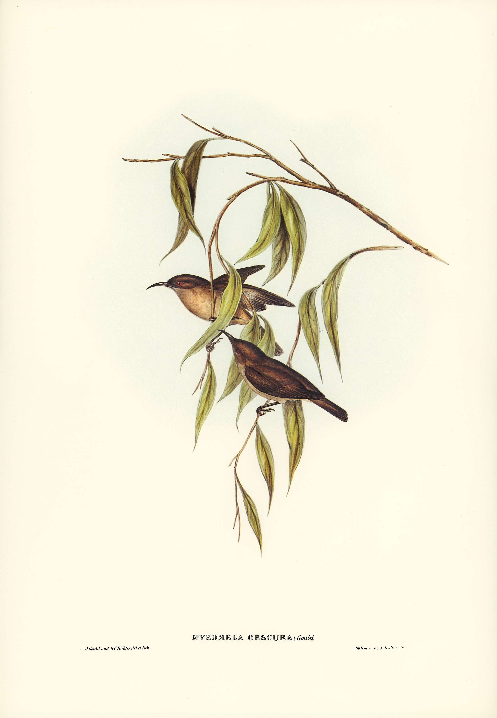 Obscure Honey-eater (Myzomela obscura) illustrated by Elizabeth Gould (1804–1841) for John Gould’s (1804-1881)... Obscure Honey-eater (Myzomela obscura) illustrated by Elizabeth Gould (1804–1841) for John Gould’s (1804-1881)...