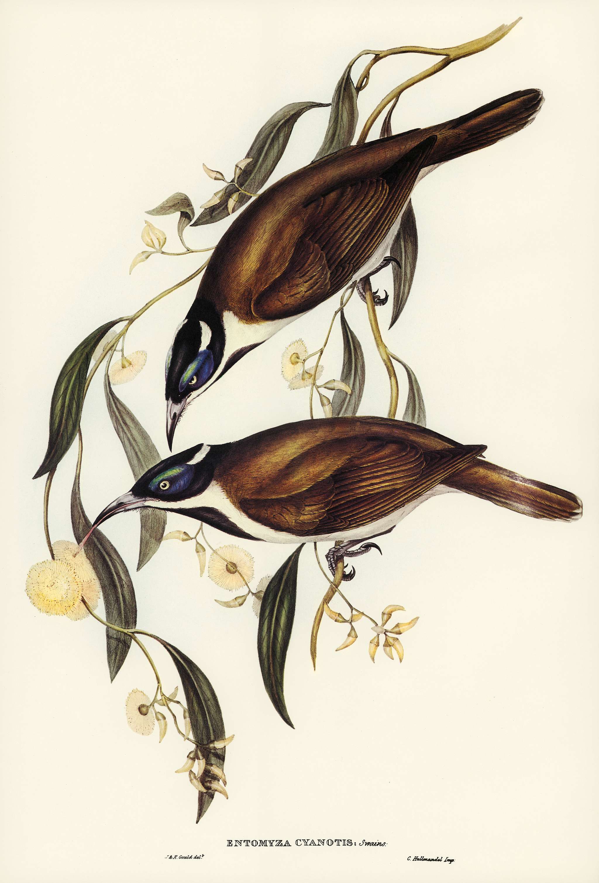 Blue-faced Entomyza (Entomyza cyanotis) illustrated by Elizabeth Gould (1804–1841) for John Gould’s (1804-1881)... Blue-faced Entomyza (Entomyza cyanotis) illustrated by Elizabeth Gould (1804–1841) for John Gould’s (1804-1881)...