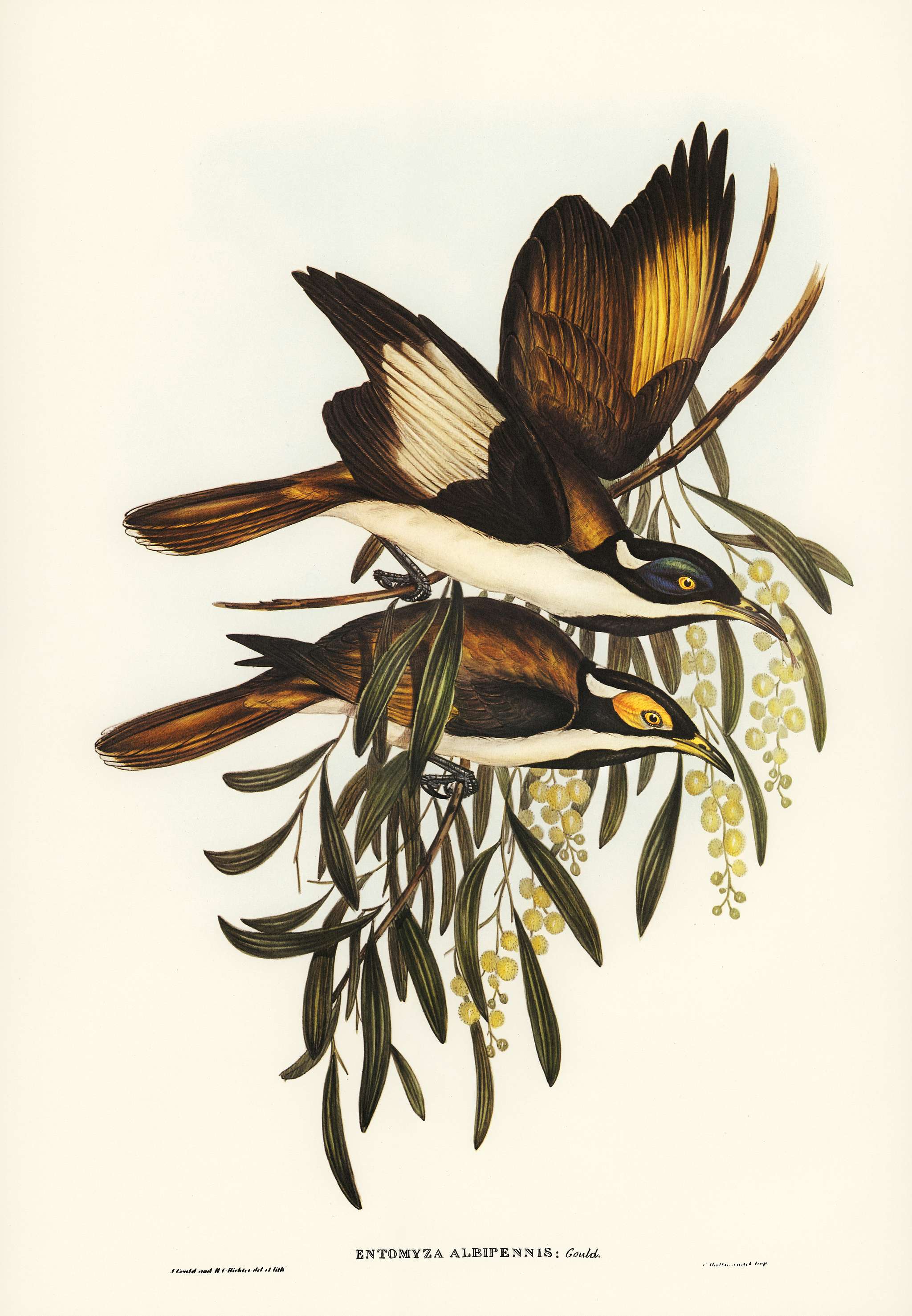 White-pinioned Honey-eater (Entomyza albipennis) illustrated by Elizabeth Gould (1804–1841) for John Gould’s (... White-pinioned Honey-eater (Entomyza albipennis) illustrated by Elizabeth Gould (1804–1841) for John Gould’s (...