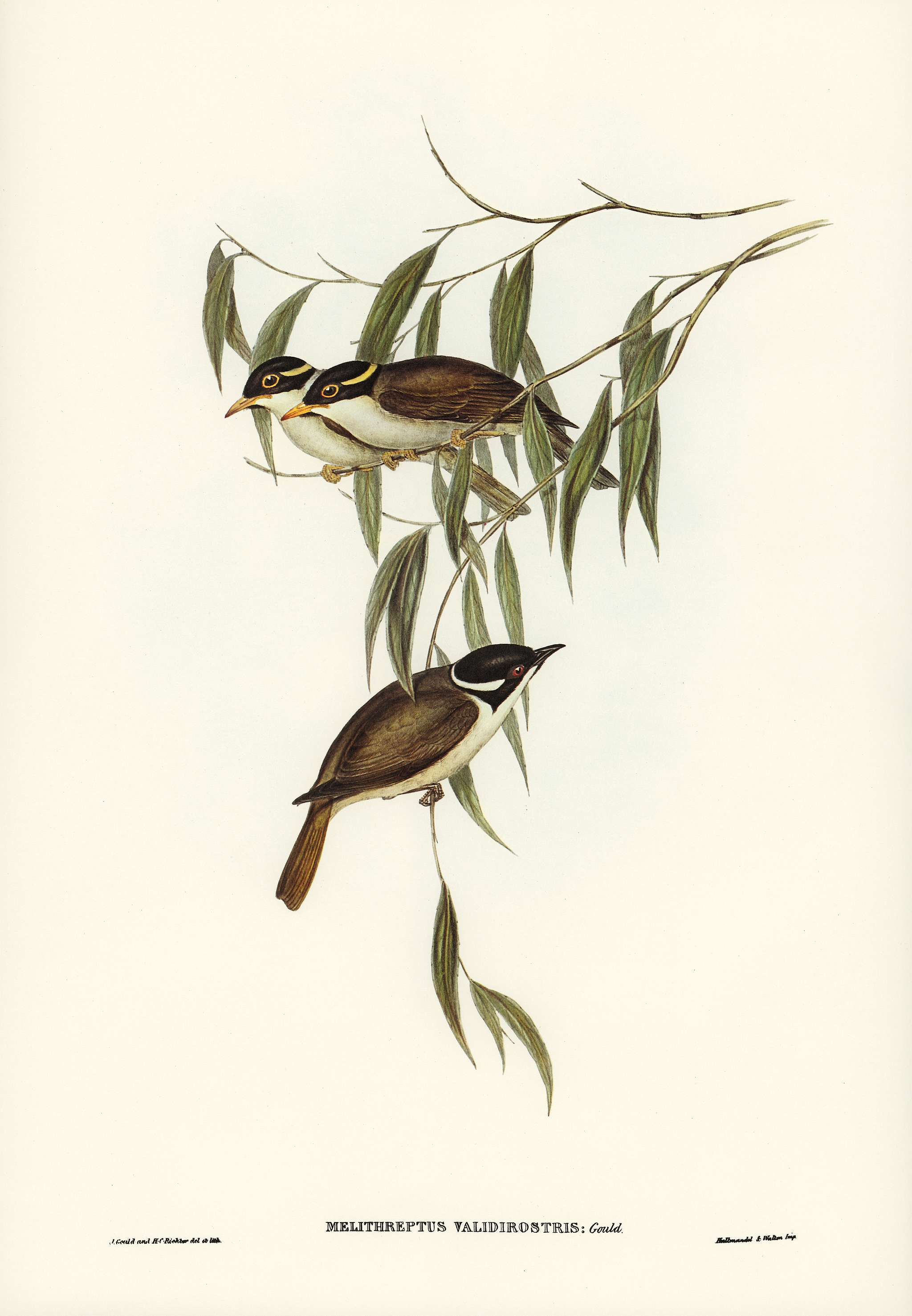 Strong-billed Honey-eater (Melithreptus validirostris) illustrated by Elizabeth Gould (1804–1841) for John Gould... Strong-billed Honey-eater (Melithreptus validirostris) illustrated by Elizabeth Gould (1804–1841) for John Gould...