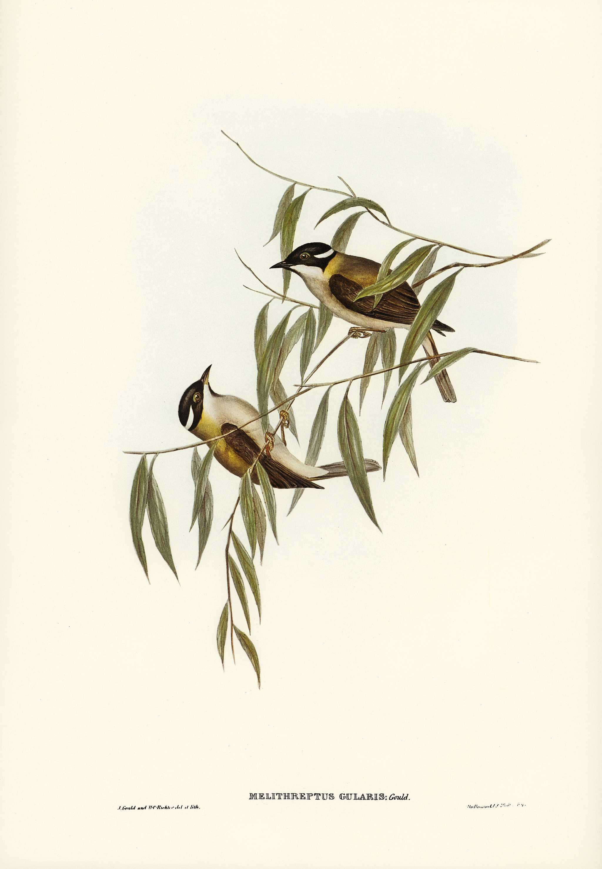 Black-throated Honey-eater (Melithreptus gularis) illustrated by Elizabeth Gould (1804–1841) for John Gould’s (... Black-throated Honey-eater (Melithreptus gularis) illustrated by Elizabeth Gould (1804–1841) for John Gould’s (...
