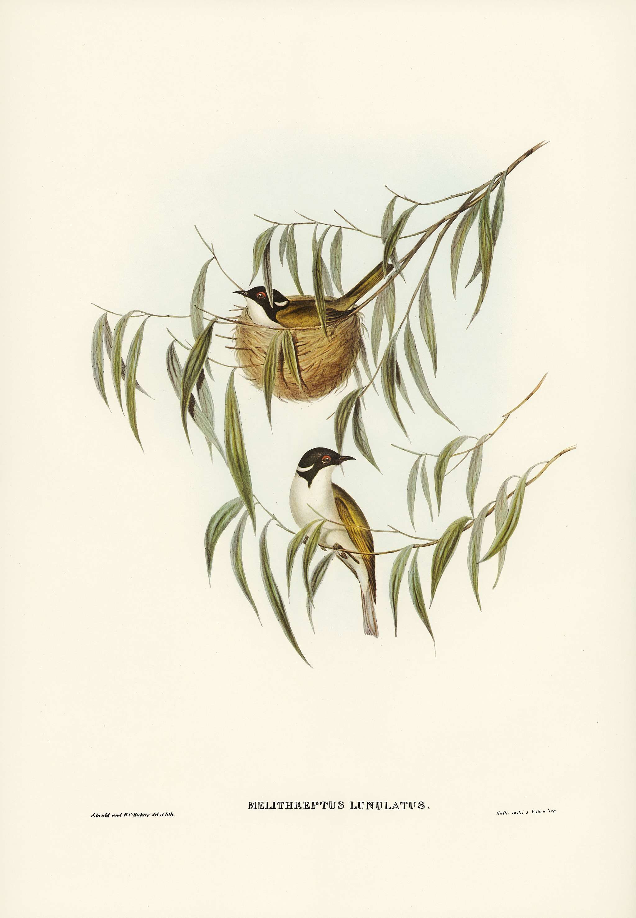 Lunulated Honey-eater (Melithreptus lunulatus) illustrated by Elizabeth Gould (1804–1841) for John Gould’s (1804... Lunulated Honey-eater (Melithreptus lunulatus) illustrated by Elizabeth Gould (1804–1841) for John Gould’s (1804...