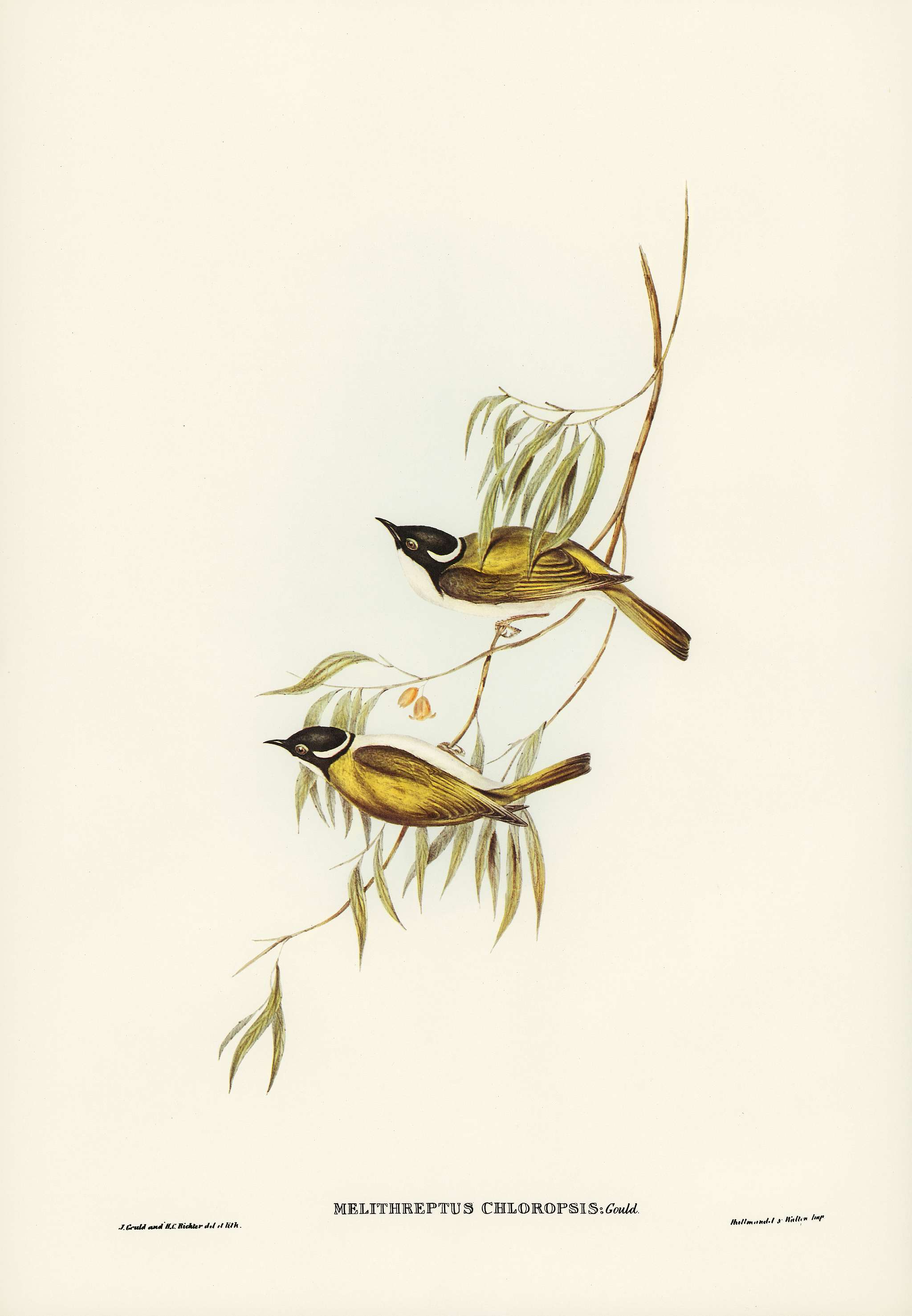 Swan River Honey-eater (Melithreptus chloropsis) illustrated by Elizabeth Gould (1804–1841) for John Gould’s (... Swan River Honey-eater (Melithreptus chloropsis) illustrated by Elizabeth Gould (1804–1841) for John Gould’s (...