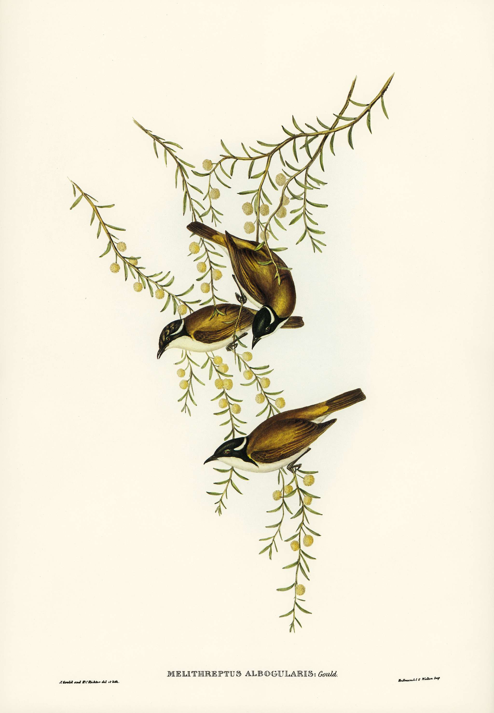 White-throated Honey-eater (Melithreptus albogularis) illustrated by Elizabeth Gould (1804–1841) for John Gould’... White-throated Honey-eater (Melithreptus albogularis) illustrated by Elizabeth Gould (1804–1841) for John Gould’...
