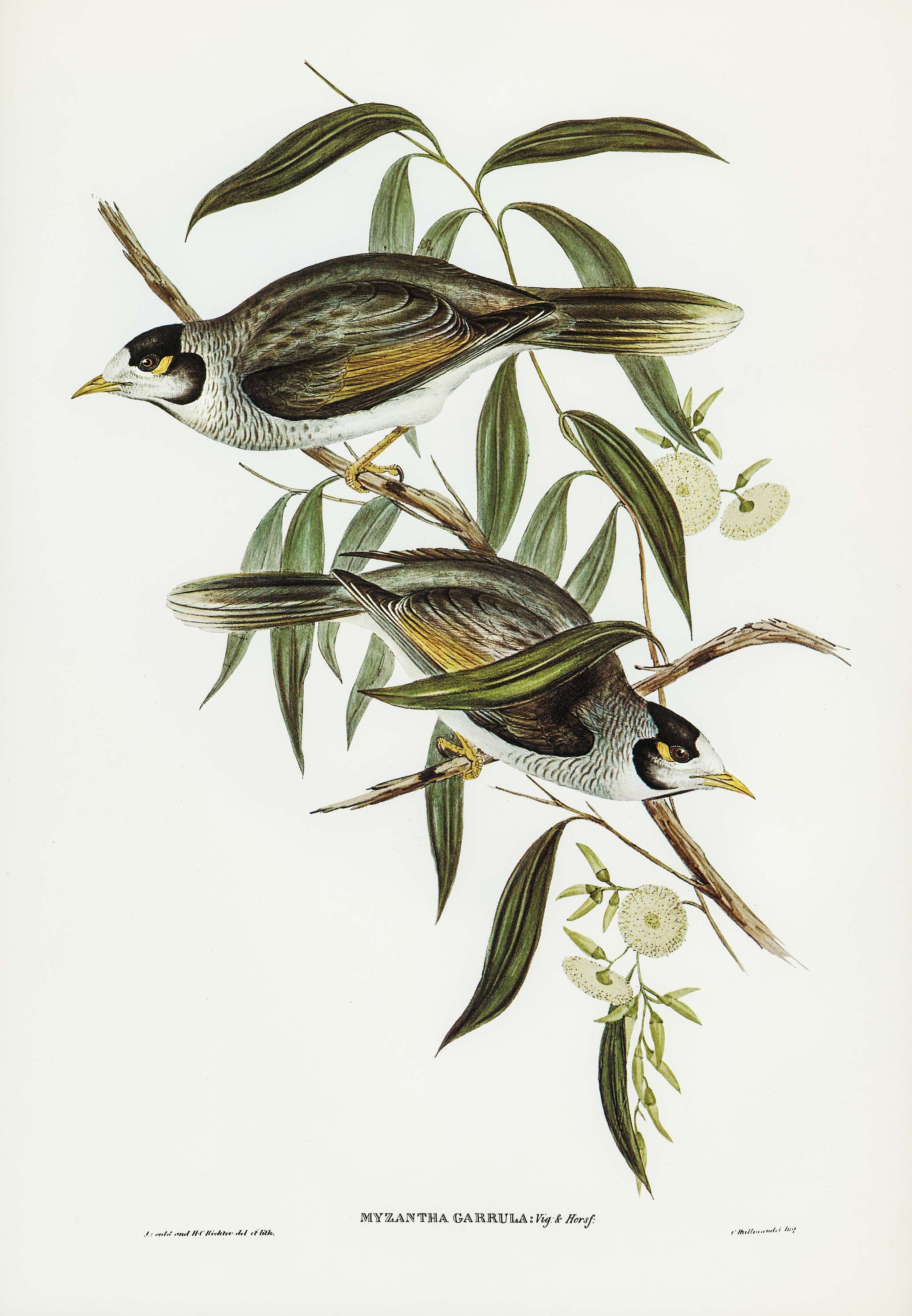 Garrulous Honey-eater (Myzantha garrula) illustrated by Elizabeth Gould (1804–1841) for John Gould’s (1804-1881... Garrulous Honey-eater (Myzantha garrula) illustrated by Elizabeth Gould (1804–1841) for John Gould’s (1804-1881...