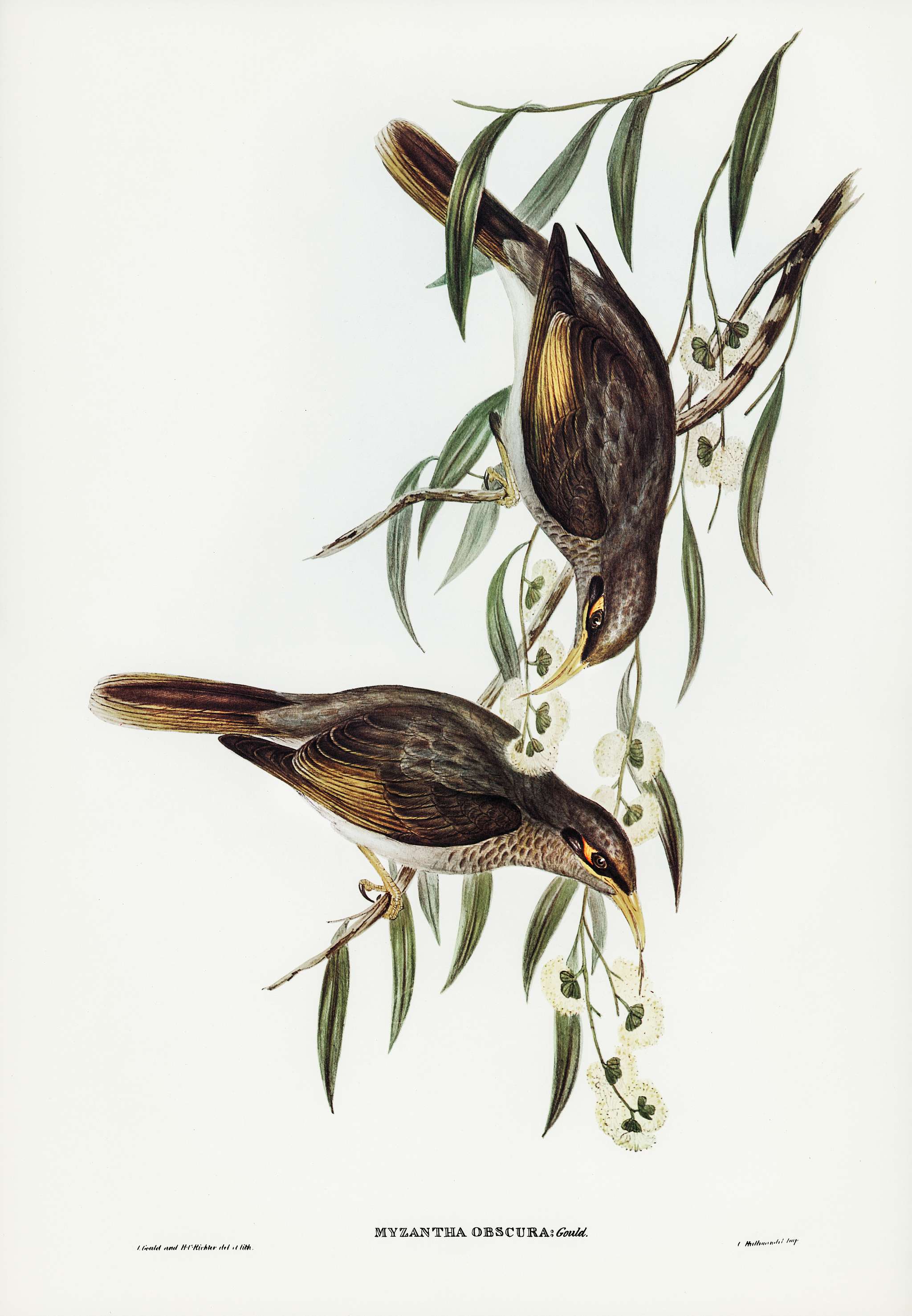 Sombre Honey-eater (Myzantha obscura) illustrated by Elizabeth Gould (1804–1841) for John Gould’s (1804-1881)... Sombre Honey-eater (Myzantha obscura) illustrated by Elizabeth Gould (1804–1841) for John Gould’s (1804-1881)...