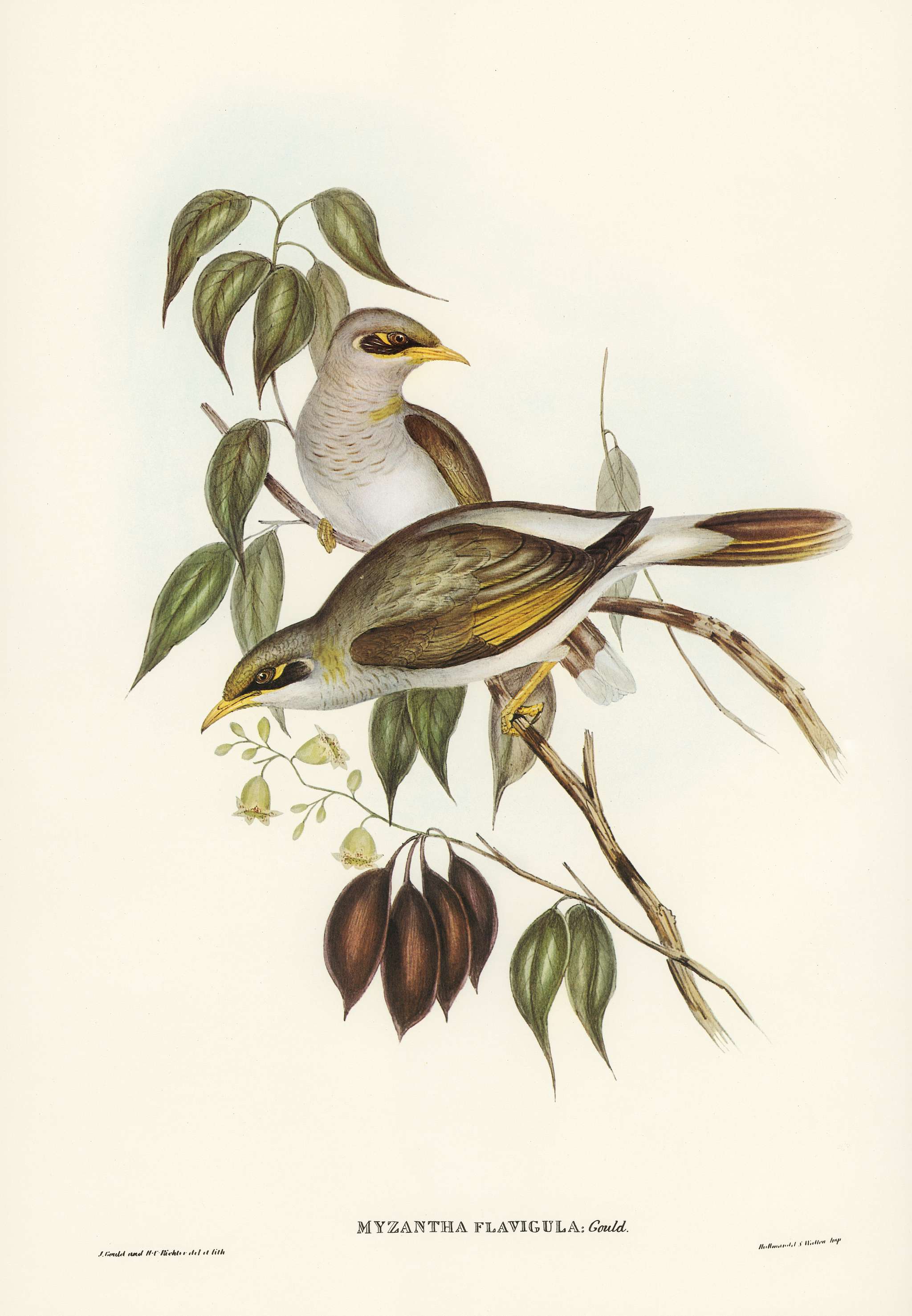 Yellow-throated Miner (Myzantha flavigula) illustrated by Elizabeth Gould (1804–1841) for John Gould’s (1804-... Yellow-throated Miner (Myzantha flavigula) illustrated by Elizabeth Gould (1804–1841) for John Gould’s (1804-...