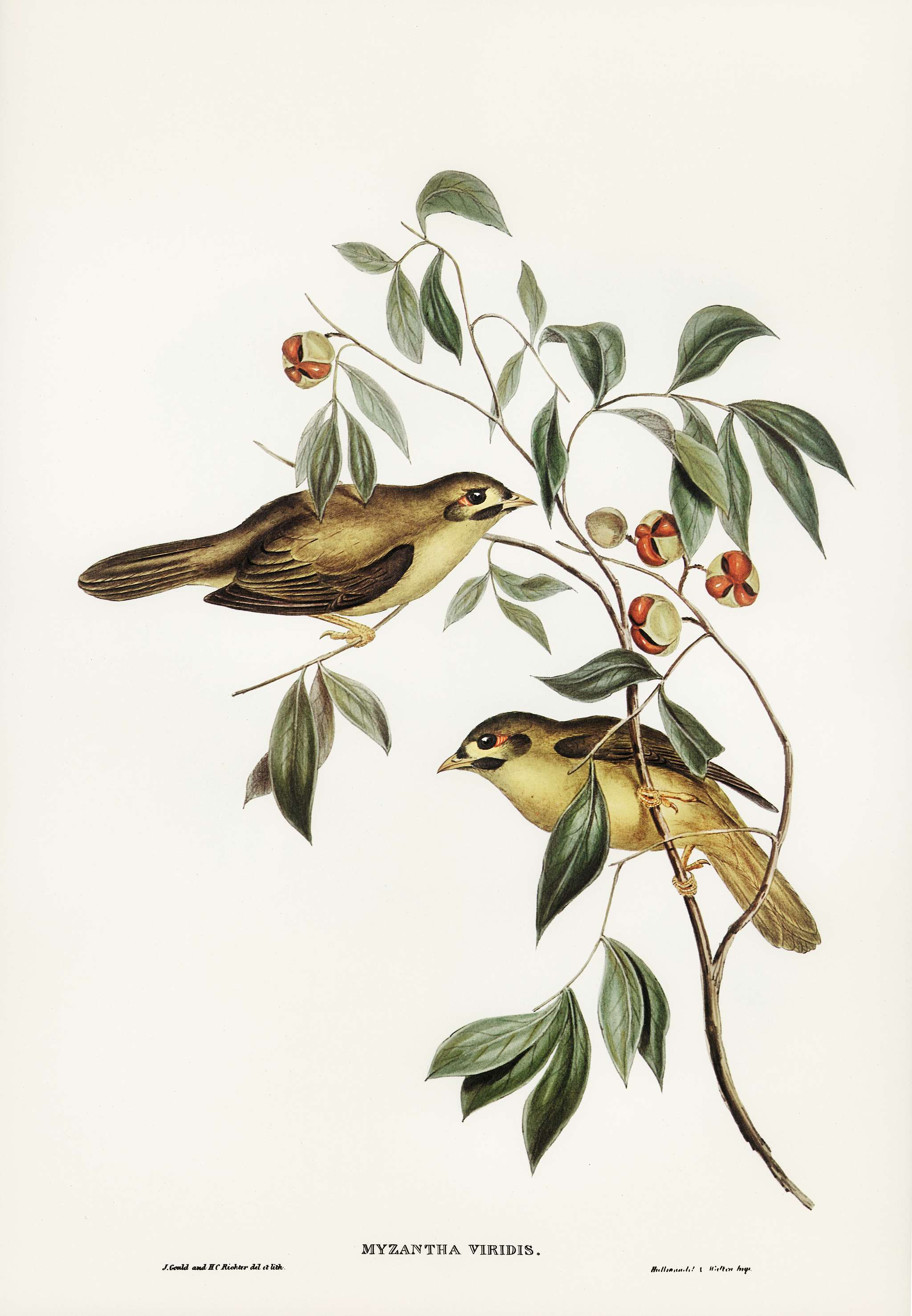 Australian Bell Bird (Myzantha melanophrys) illustrated by Elizabeth Gould (1804–1841) for John Gould’s (1804-... Australian Bell Bird (Myzantha melanophrys) illustrated by Elizabeth Gould (1804–1841) for John Gould’s (1804-...