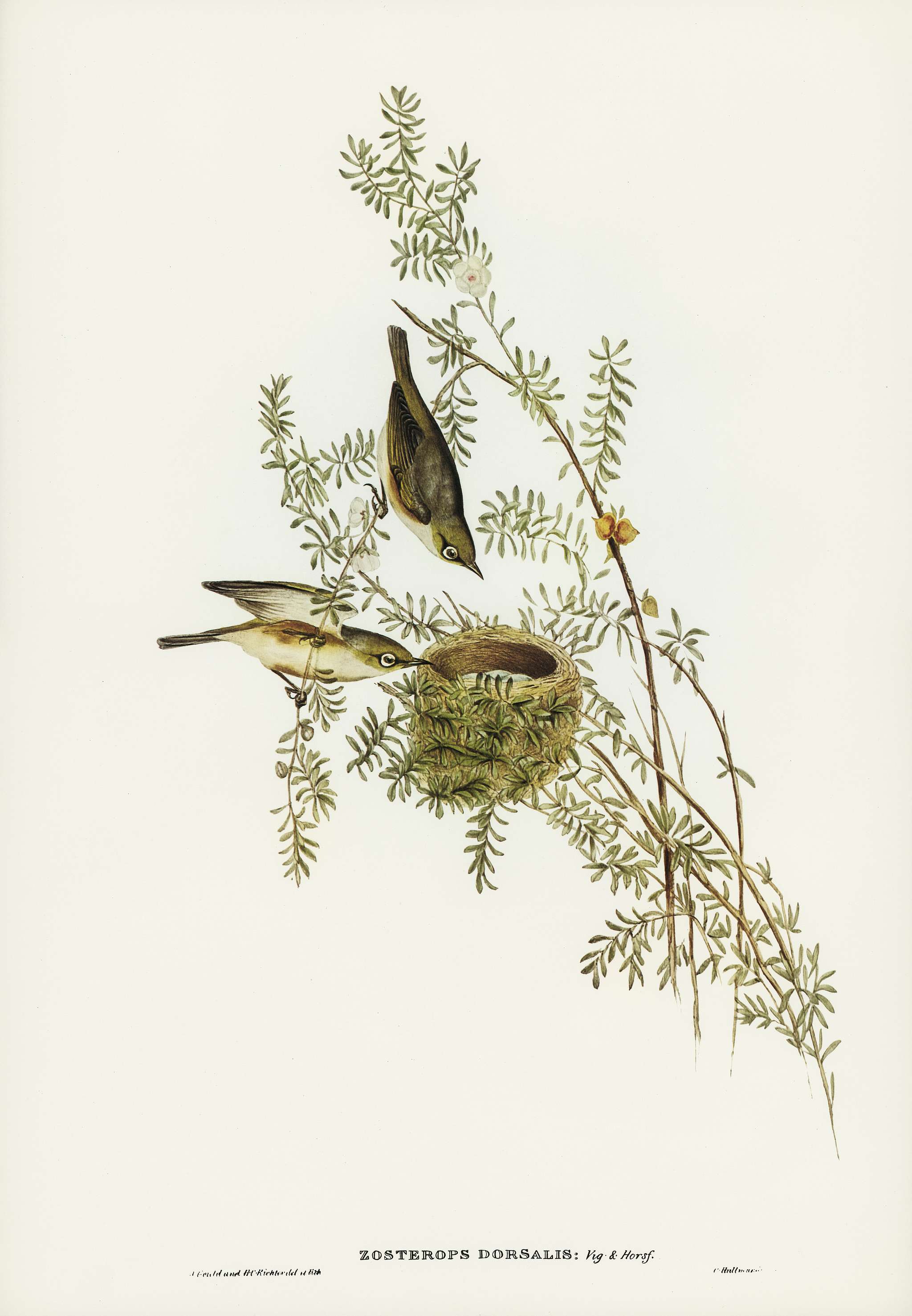 Gray-backed Zosterops (Zosterops dorsalis) illustrated by Elizabeth Gould (1804–1841) for John Gould’s (1804-... Gray-backed Zosterops (Zosterops dorsalis) illustrated by Elizabeth Gould (1804–1841) for John Gould’s (1804-...