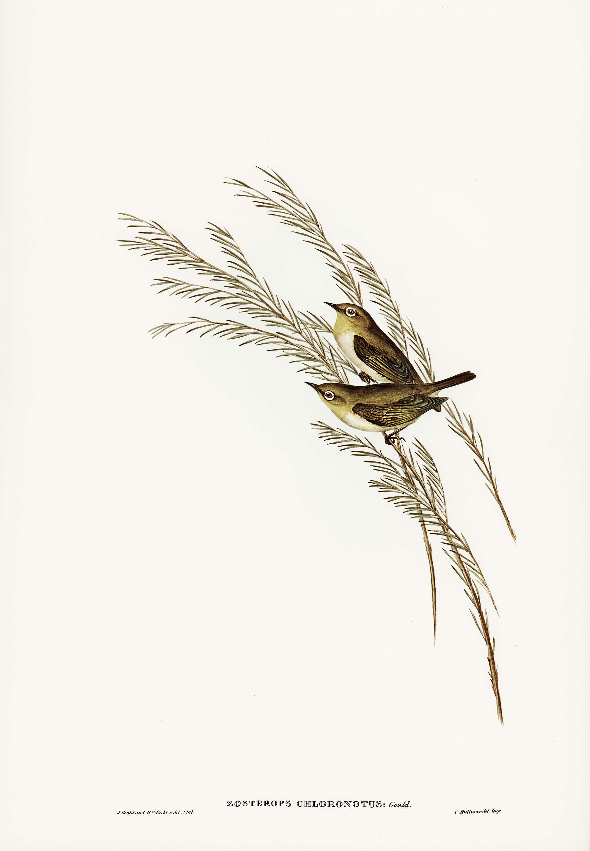 Green-backed Zosterops (Zosterops chloronotus) illustrated by Elizabeth Gould (1804–1841) for John Gould’s (1804... Green-backed Zosterops (Zosterops chloronotus) illustrated by Elizabeth Gould (1804–1841) for John Gould’s (1804...