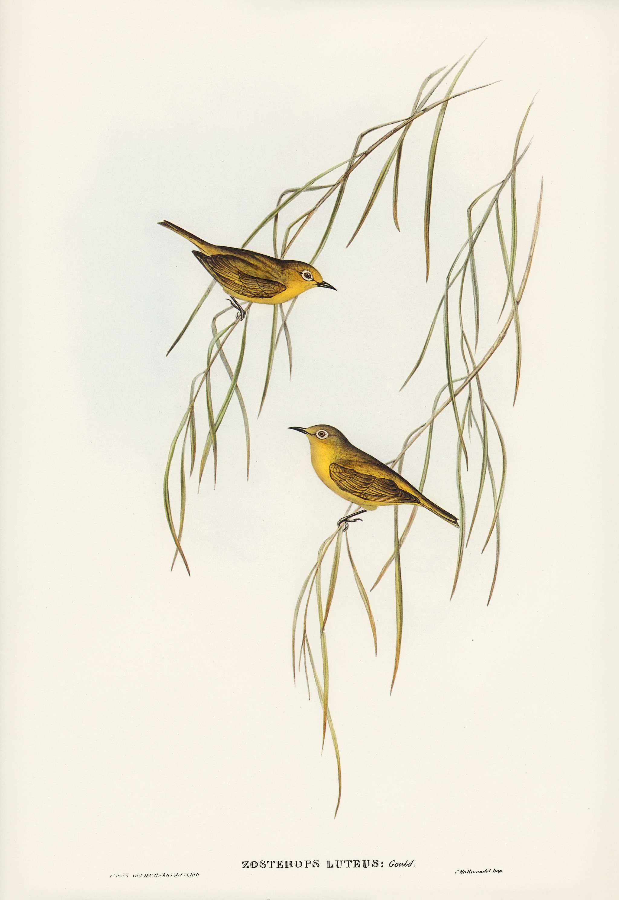 Yellow Zosterops (Zosterops lutcus) illustrated by Elizabeth Gould (1804–1841) for John Gould’s (1804-1881)... Yellow Zosterops (Zosterops lutcus) illustrated by Elizabeth Gould (1804–1841) for John Gould’s (1804-1881)...