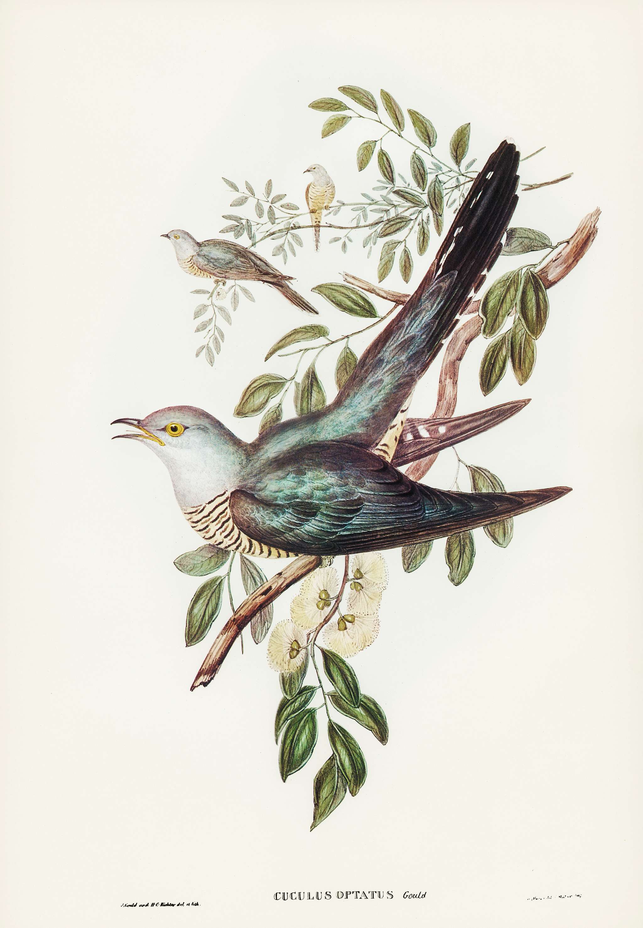 Australian Cuckoo (Cuculus optatus)illustrated by Elizabeth Gould (1804–1841) for John Gould’s (1804-1881) Birds... Australian Cuckoo (Cuculus optatus)illustrated by Elizabeth Gould (1804–1841) for John Gould’s (1804-1881) Birds...