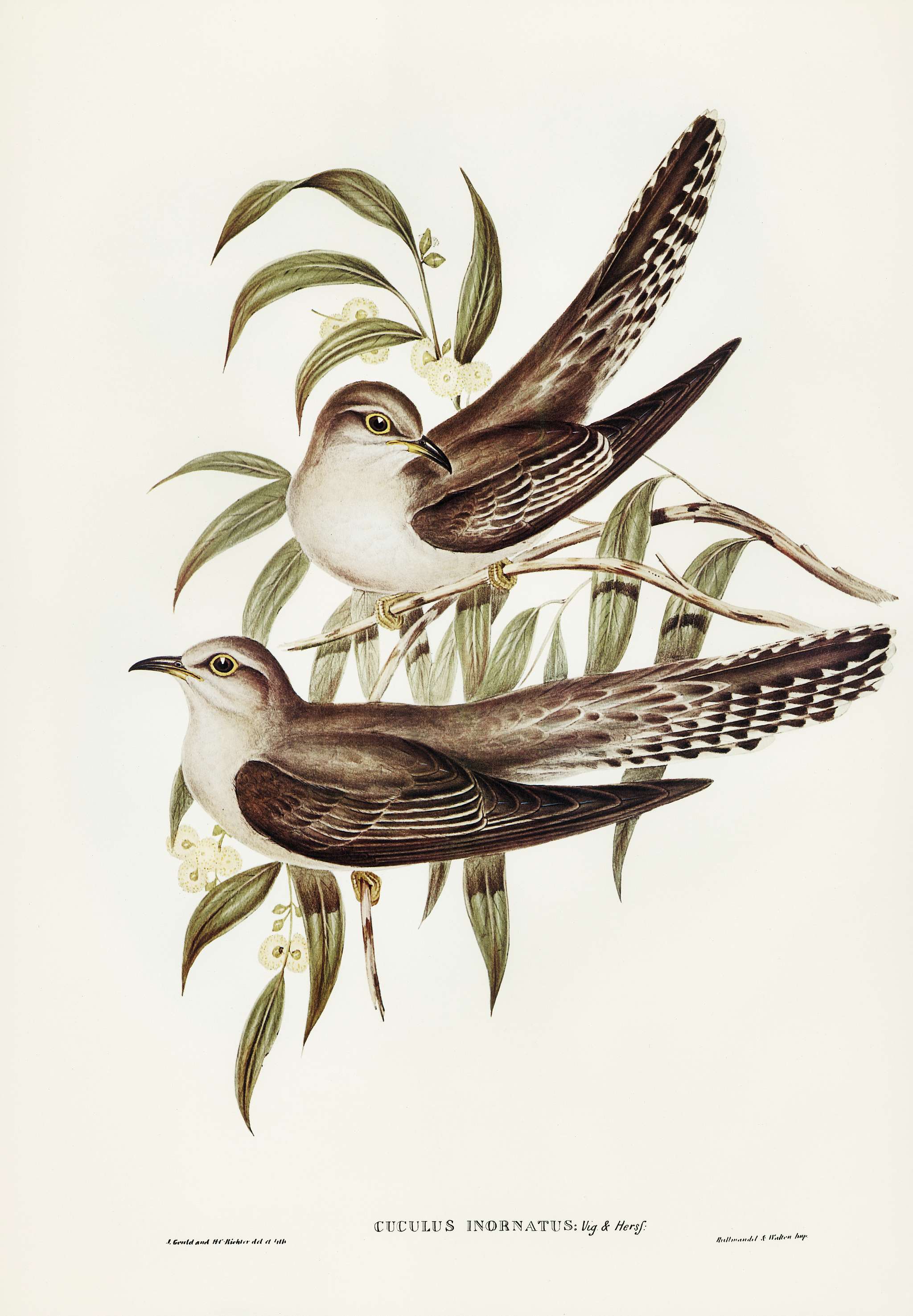 Unadorned Cuckoo (Cuculus inornatus) illustrated by Elizabeth Gould (1804–1841) for John Gould’s (1804-1881)... Unadorned Cuckoo (Cuculus inornatus) illustrated by Elizabeth Gould (1804–1841) for John Gould’s (1804-1881)...