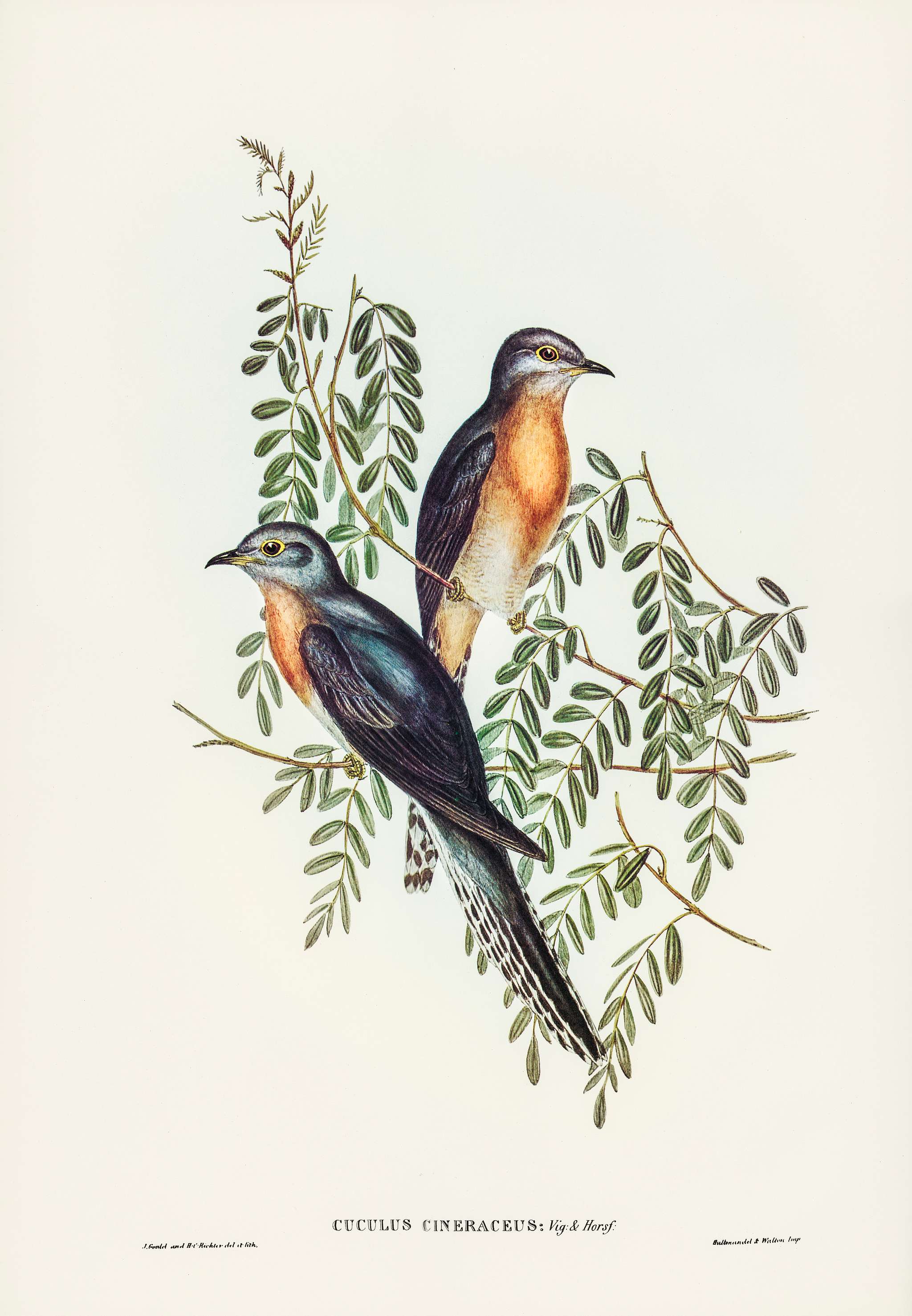 Ash-coloured Cuckoo (Cuculus cineraceus) illustrated by Elizabeth Gould (1804–1841) for John Gould’s (1804-1881... Ash-coloured Cuckoo (Cuculus cineraceus) illustrated by Elizabeth Gould (1804–1841) for John Gould’s (1804-1881...