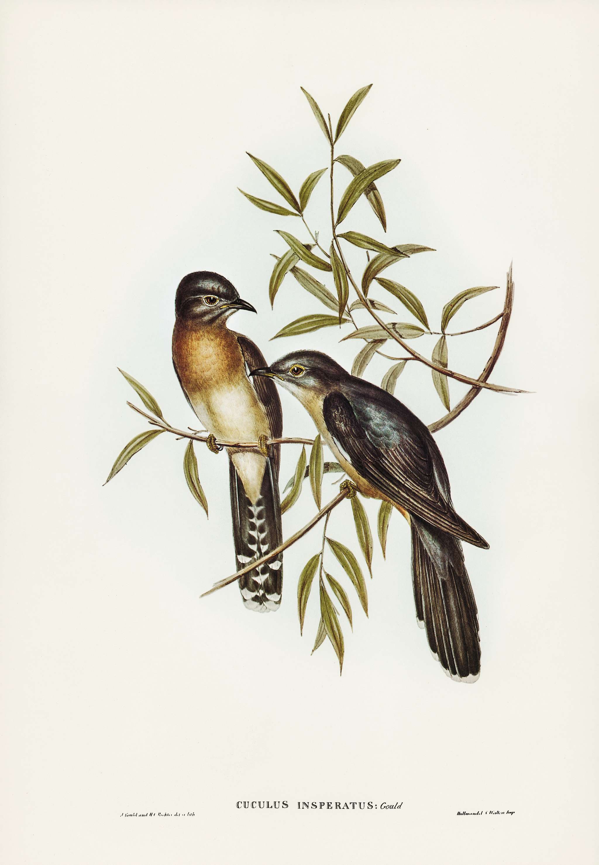 Brush Cuckoo (Cuculus insperatus) illustrated by Elizabeth Gould (1804–1841) for John Gould’s (1804-1881) Birds... Brush Cuckoo (Cuculus insperatus) illustrated by Elizabeth Gould (1804–1841) for John Gould’s (1804-1881) Birds...