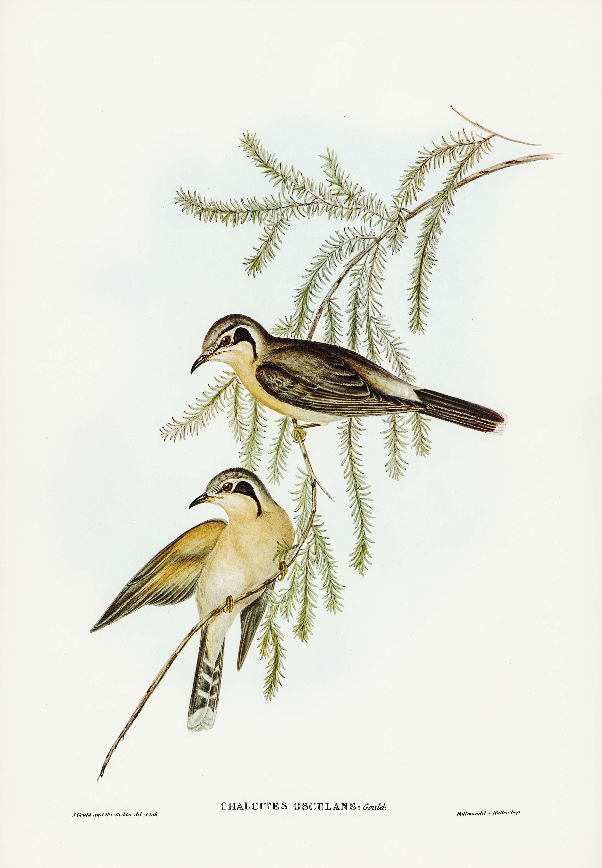 Black-eared Cuckoo (Chalcites osculans) illustrated by Elizabeth Gould (1804–1841) for John Gould’s (1804-1881)... Black-eared Cuckoo (Chalcites osculans) illustrated by Elizabeth Gould (1804–1841) for John Gould’s (1804-1881)...