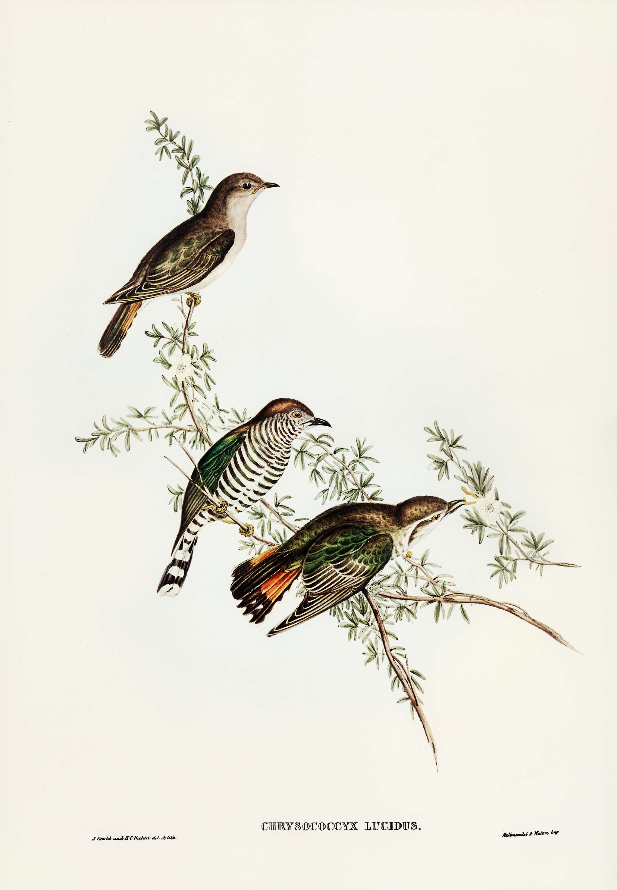 Shining Cuckoo (Chrysococcyx lucidus) illustrated by Elizabeth Gould (1804–1841) for John Gould’s (1804-1881)... Shining Cuckoo (Chrysococcyx lucidus) illustrated by Elizabeth Gould (1804–1841) for John Gould’s (1804-1881)...