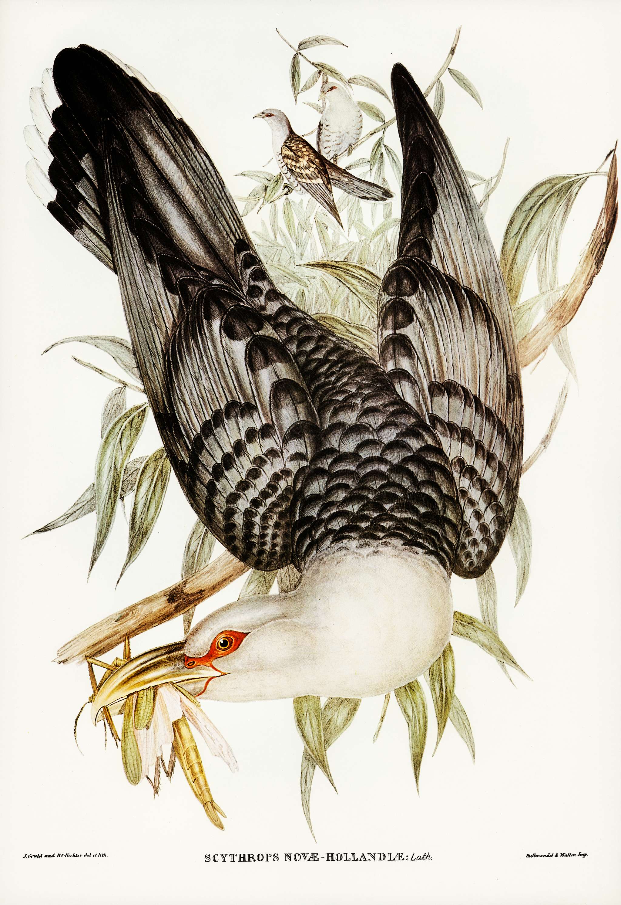 Channel Bill Cuckoo (Scythrops Novae-Hollandiae) illustrated by Elizabeth Gould (1804–1841) for John Gould’s (... Channel Bill Cuckoo (Scythrops Novae-Hollandiae) illustrated by Elizabeth Gould (1804–1841) for John Gould’s (...