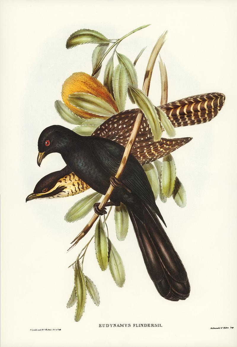 Flinder's Cuckoo (Eudynamys Flindersii) illustrated by Elizabeth Gould (1804–1841) for John Gould’s (1804-1881) Birds of Australia (1972 Edition, 8 volumes). Digitally enhanced from our own facsimile book (1972 Edition, 8 volumes). Flinder's Cuckoo (Eudynamys Flindersii) illustrated by Elizabeth Gould (1804–1841) for John Gould’s (1804-1881)…