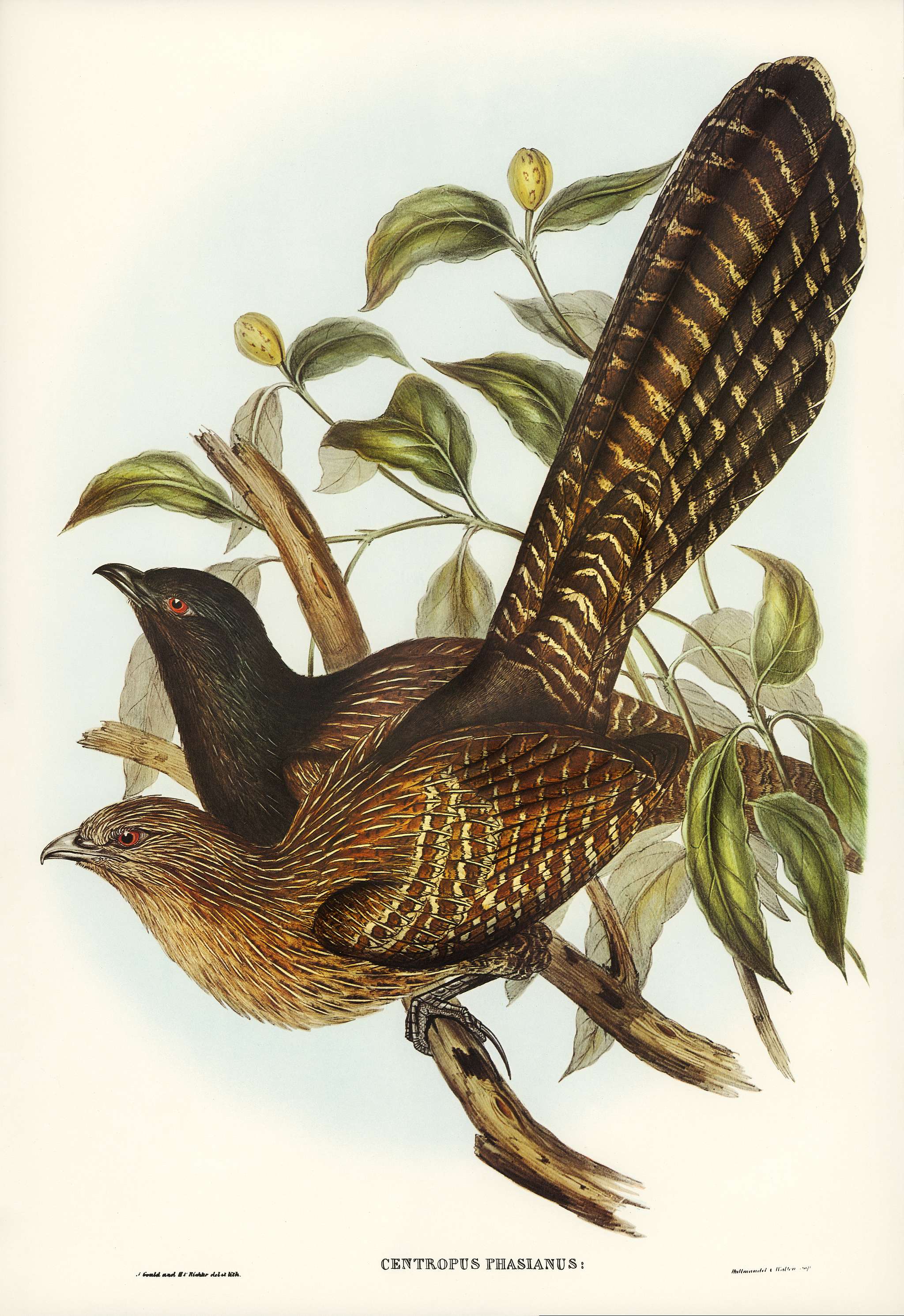 Pheasant Cuckoo (Centropus Phasianus) illustrated by Elizabeth Gould (1804–1841) for John Gould’s (1804-1881)... Pheasant Cuckoo (Centropus Phasianus) illustrated by Elizabeth Gould (1804–1841) for John Gould’s (1804-1881)...