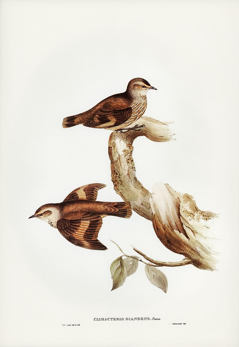 Brown Tree-Creeper (Climacteris scandens) illustrated by Elizabeth Gould (1804–1841) for John Gould’s (1804-1881) Birds of Australia (1972 Edition, 8 volumes). Digitally enhanced from our own facsimile book (1972 Edition, 8 volumes). Brown Tree-Creeper (Climacteris scandens) illustrated by Elizabeth Gould (1804–1841) for John Gould’s (1804-1881)…