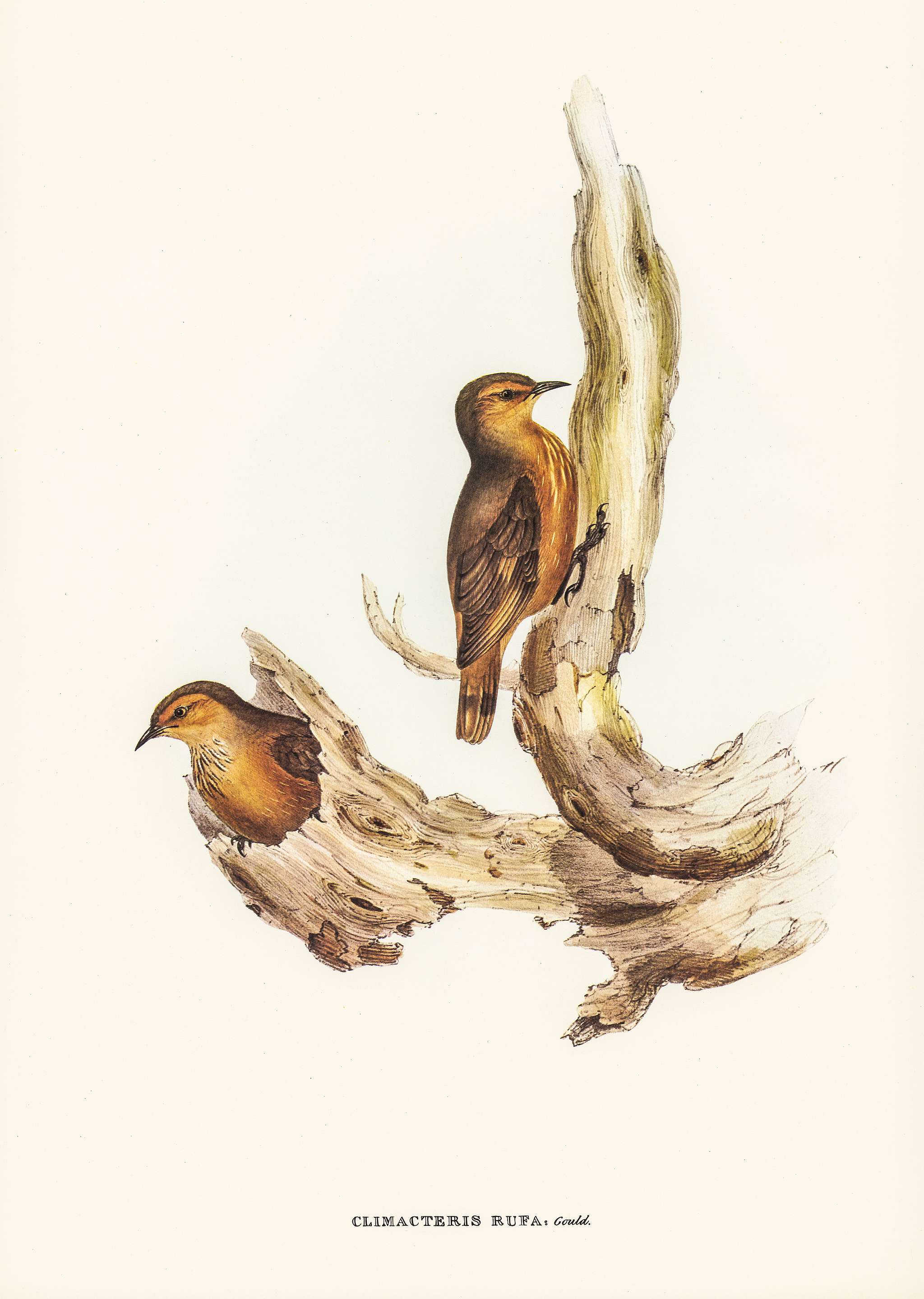 Rufous Tree-Creeper (Climacteris rufa) illustrated by Elizabeth Gould (1804–1841) for John Gould’s (1804-1881)... Rufous Tree-Creeper (Climacteris rufa) illustrated by Elizabeth Gould (1804–1841) for John Gould’s (1804-1881)...