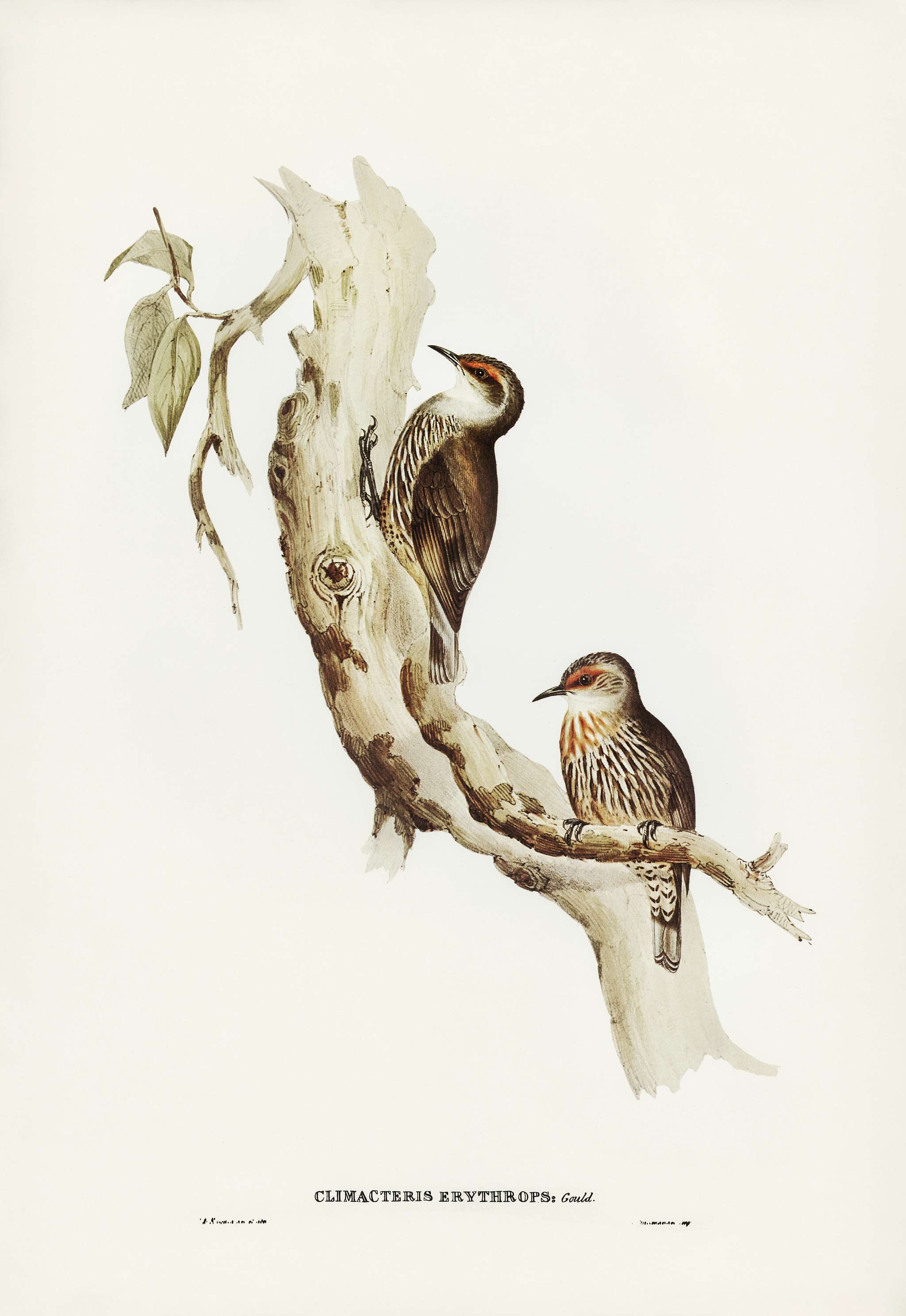 Red-eyebrowed Tree-Creeper (Climacteris crythrops) illustrated by Elizabeth Gould (1804–1841) for John Gould’s (... Red-eyebrowed Tree-Creeper (Climacteris crythrops) illustrated by Elizabeth Gould (1804–1841) for John Gould’s (...