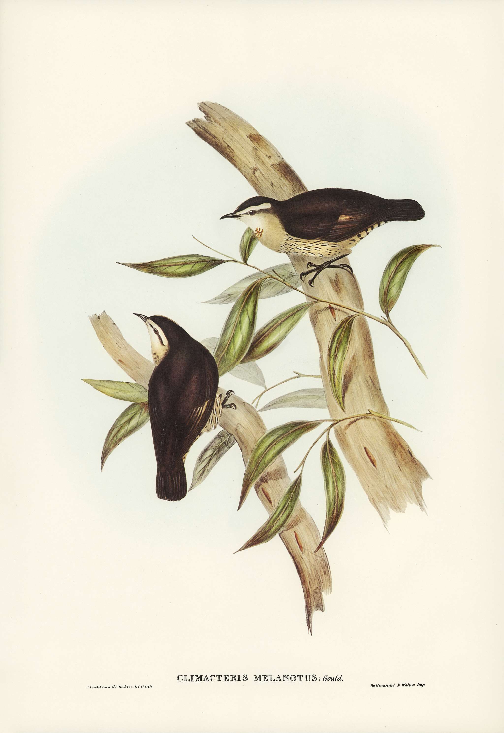 Black-backed Tree-Creeper (Climacteris melanotus) illustrated by Elizabeth Gould (1804–1841) for John Gould’s (... Black-backed Tree-Creeper (Climacteris melanotus) illustrated by Elizabeth Gould (1804–1841) for John Gould’s (...
