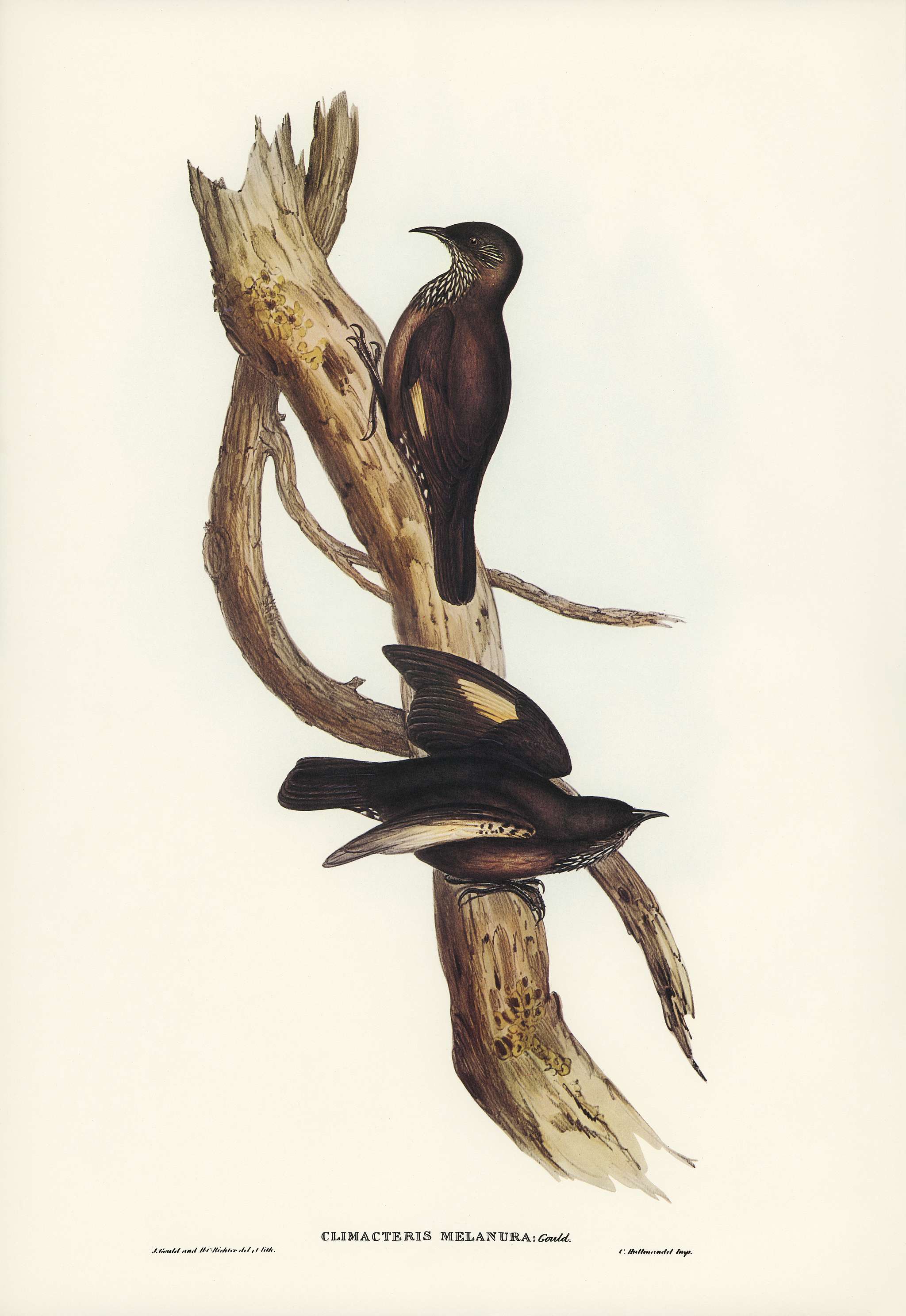 Black-tailed Tree-Creeper (Climacteris melanura) illustrated by Elizabeth Gould (1804–1841) for John Gould’s (... Black-tailed Tree-Creeper (Climacteris melanura) illustrated by Elizabeth Gould (1804–1841) for John Gould’s (...