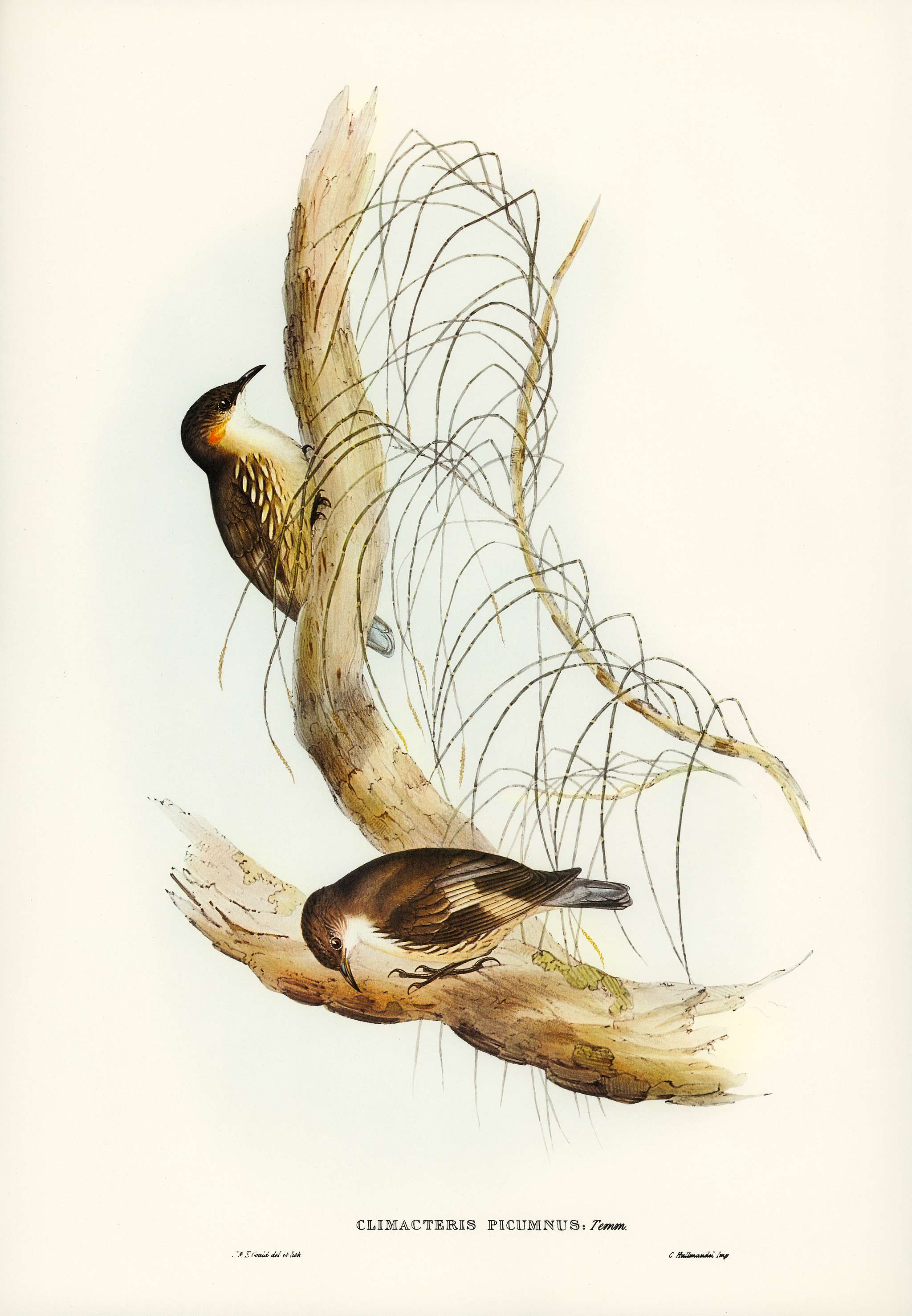 White-throated Tree-Creeper (Climacteris picumnus) illustrated by Elizabeth Gould (1804–1841) for John Gould’s (... White-throated Tree-Creeper (Climacteris picumnus) illustrated by Elizabeth Gould (1804–1841) for John Gould’s (...