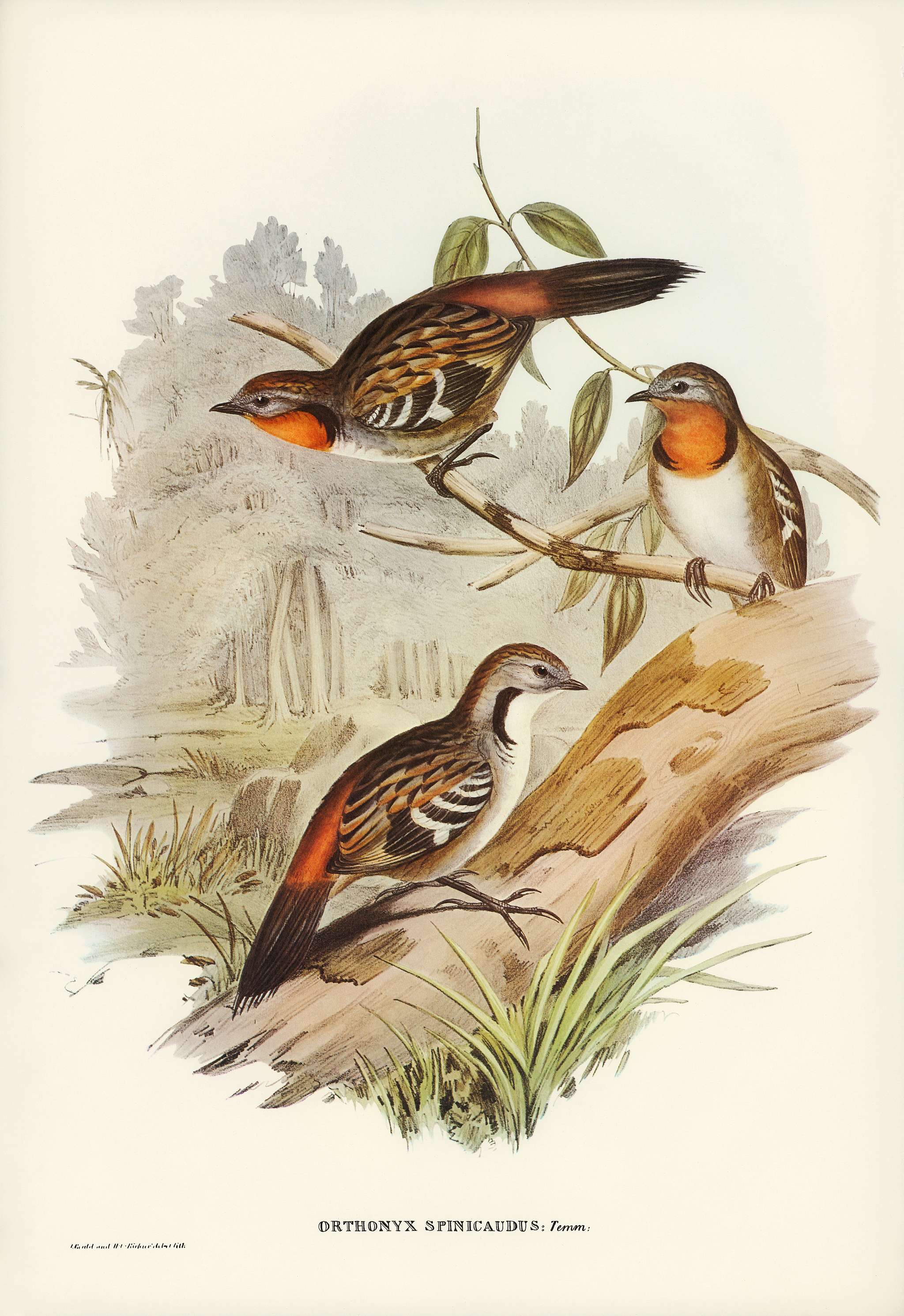 Spine-tailed Orthonyx (Orthonyx spinicaudus) illustrated by Elizabeth Gould (1804–1841) for John Gould’s (1804-... Spine-tailed Orthonyx (Orthonyx spinicaudus) illustrated by Elizabeth Gould (1804–1841) for John Gould’s (1804-...