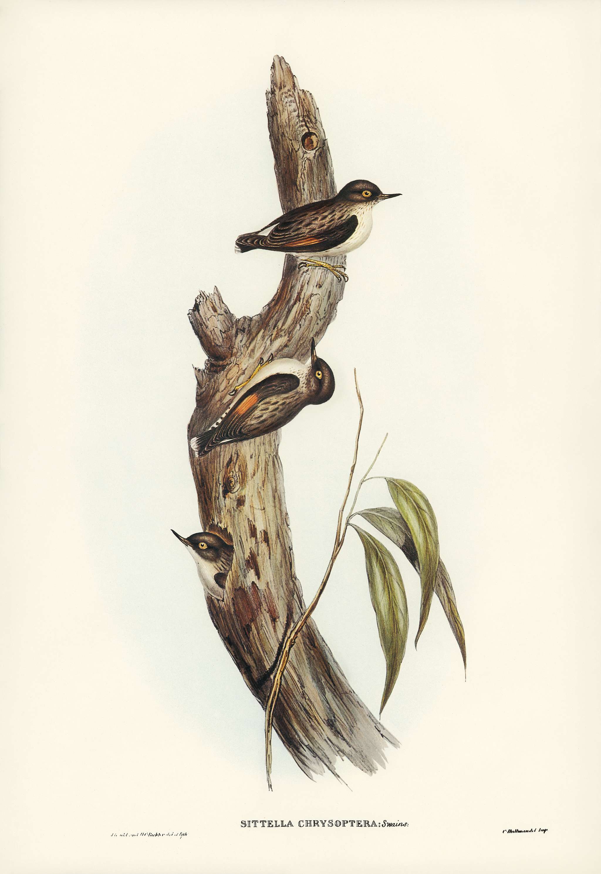 Orange-winged Sittella (Sittella chrysoptera) illustrated by Elizabeth Gould (1804–1841) for John Gould’s (1804-... Orange-winged Sittella (Sittella chrysoptera) illustrated by Elizabeth Gould (1804–1841) for John Gould’s (1804-...