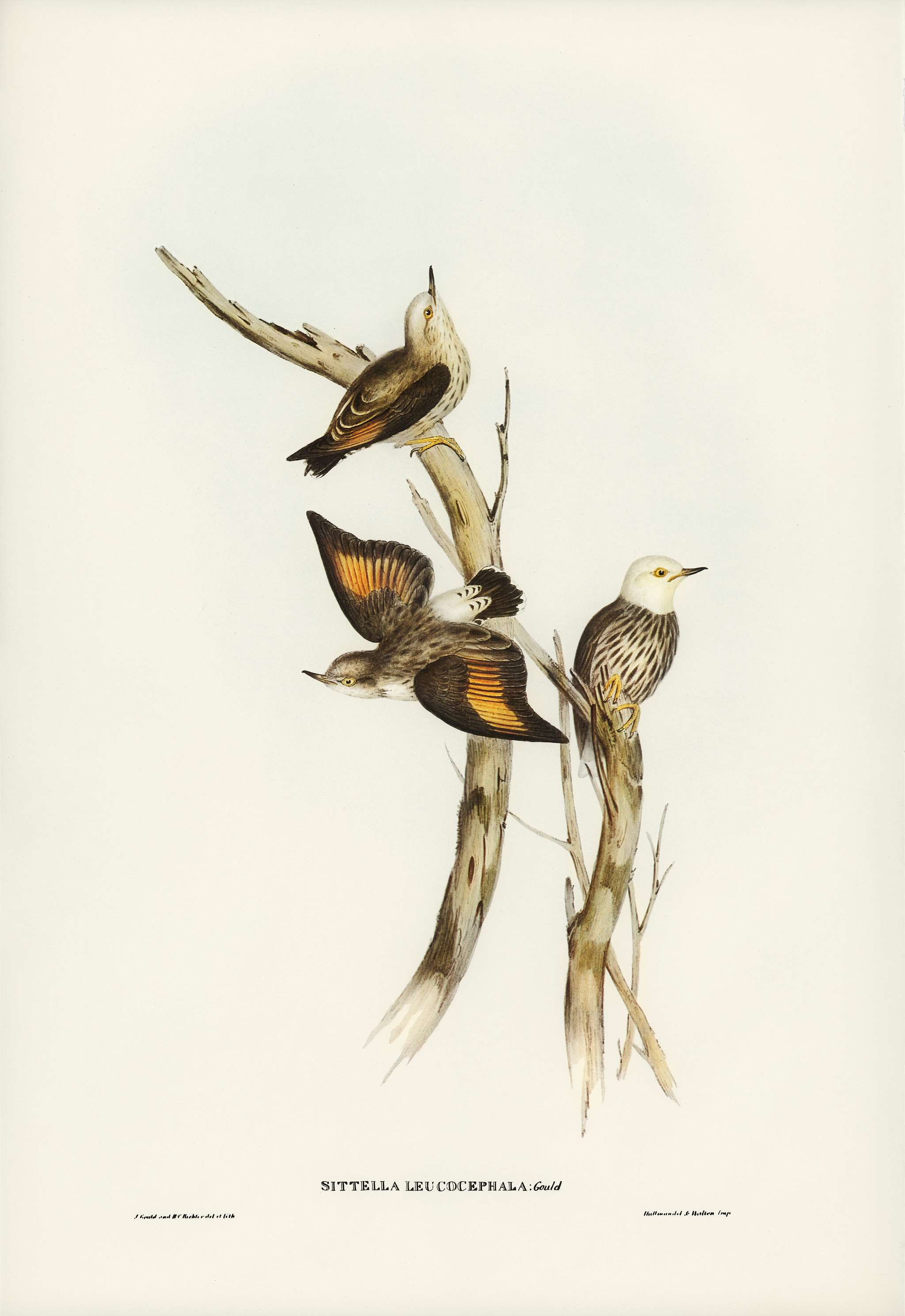White-headed Sittella (Sittella leucocephala) illustrated by Elizabeth Gould (1804–1841) for John Gould’s (1804-... White-headed Sittella (Sittella leucocephala) illustrated by Elizabeth Gould (1804–1841) for John Gould’s (1804-...