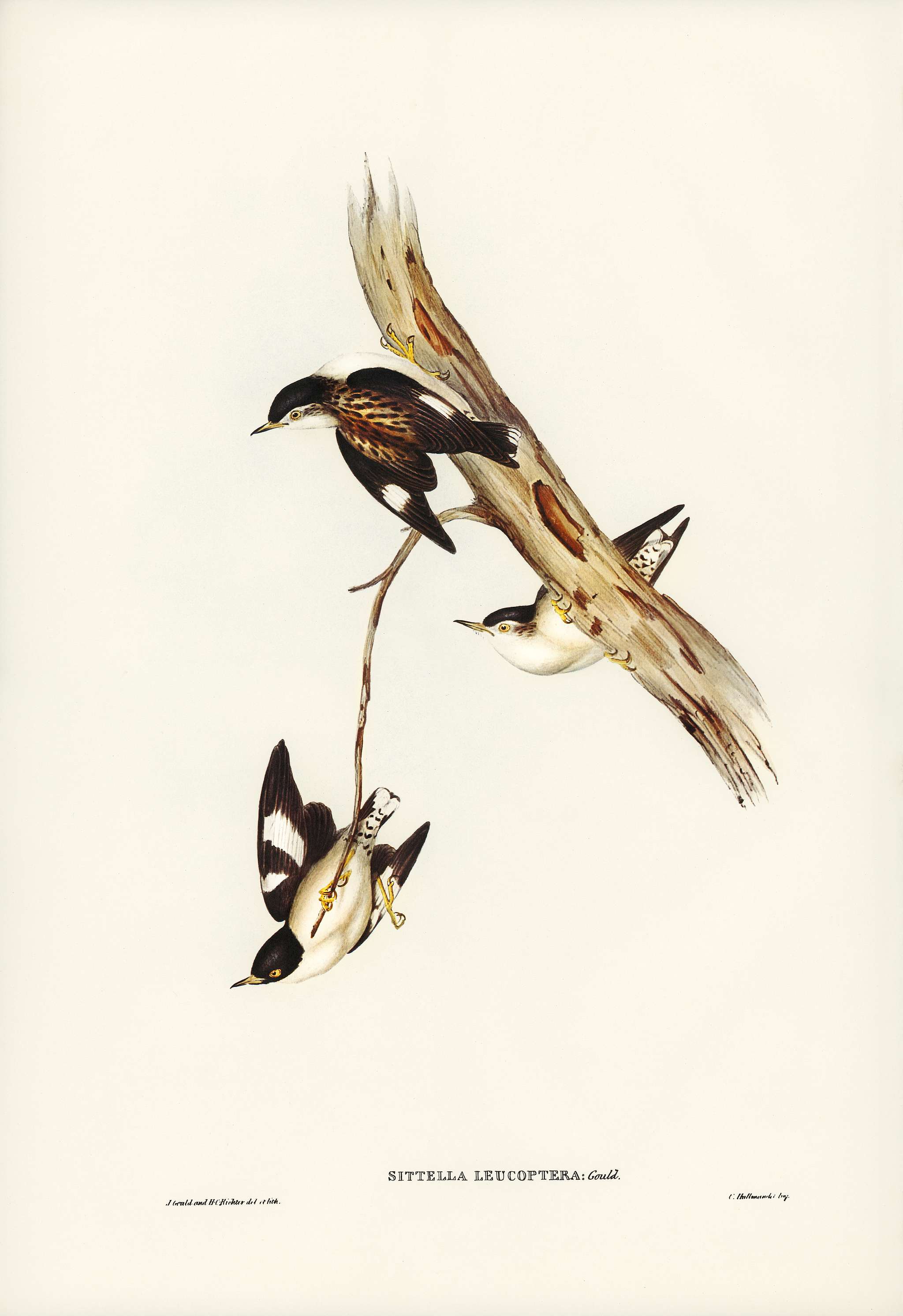 White-winged Sittella (Sittella leucoptera) illustrated by Elizabeth Gould (1804–1841) for John Gould’s (1804-... White-winged Sittella (Sittella leucoptera) illustrated by Elizabeth Gould (1804–1841) for John Gould’s (1804-...