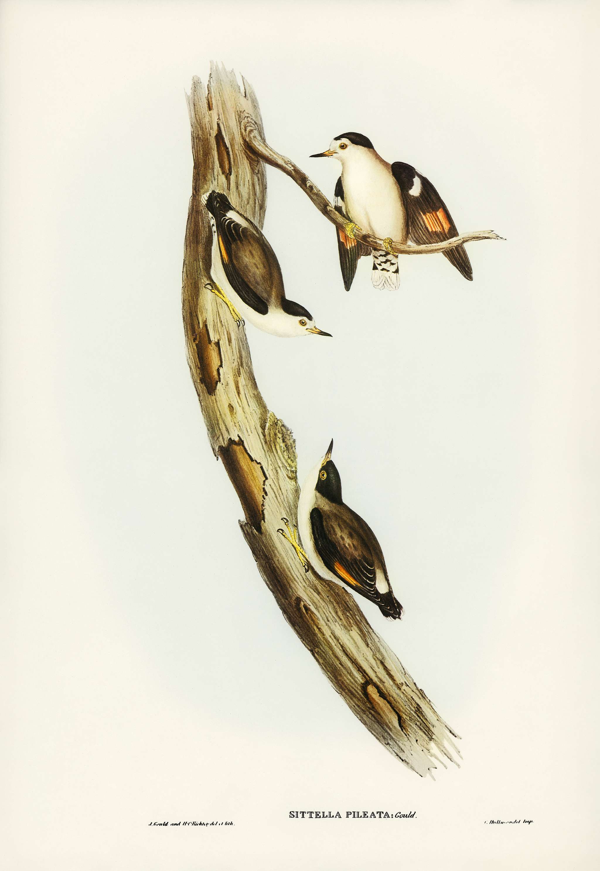 Black-capped Sittella (Sittella pileata) illustrated by Elizabeth Gould (1804–1841) for John Gould’s (1804-1881... Black-capped Sittella (Sittella pileata) illustrated by Elizabeth Gould (1804–1841) for John Gould’s (1804-1881...
