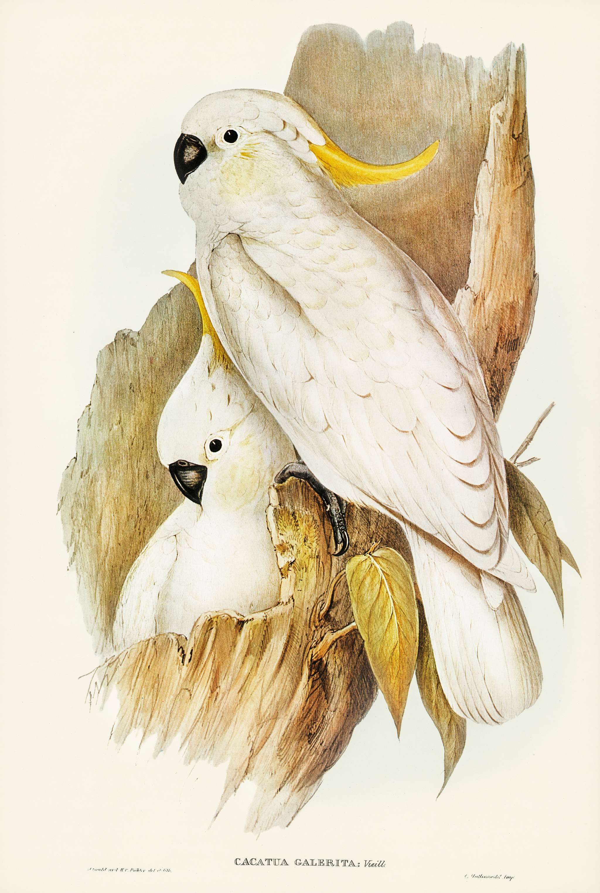 Crested Cockatoo (Cacatua galerita) illustrated by Elizabeth Gould (1804–1841) for John Gould’s (1804-1881)... Crested Cockatoo (Cacatua galerita) illustrated by Elizabeth Gould (1804–1841) for John Gould’s (1804-1881)...