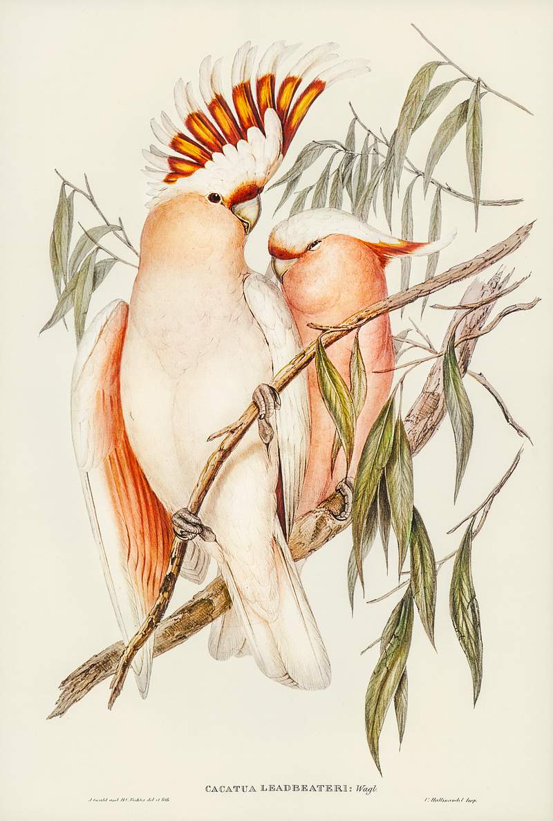 Leadbeater's Cockatoo (Cacatua Leadbeaterii) illustrated by Elizabeth Gould (1804–1841) for John Gould’s (1804…